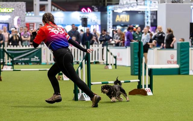 A dog working through an agility course in Taunton, Somerset