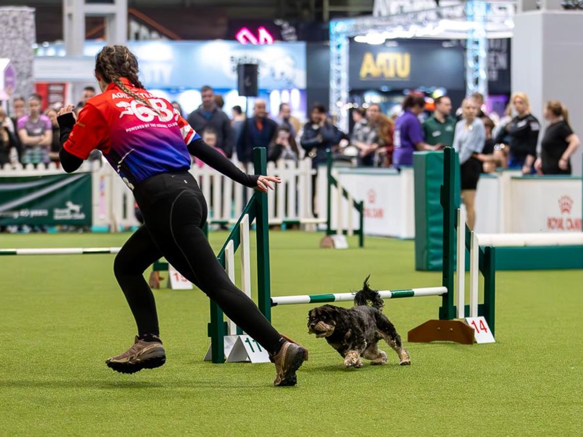 A dog working through an agility course in Taunton, Somerset