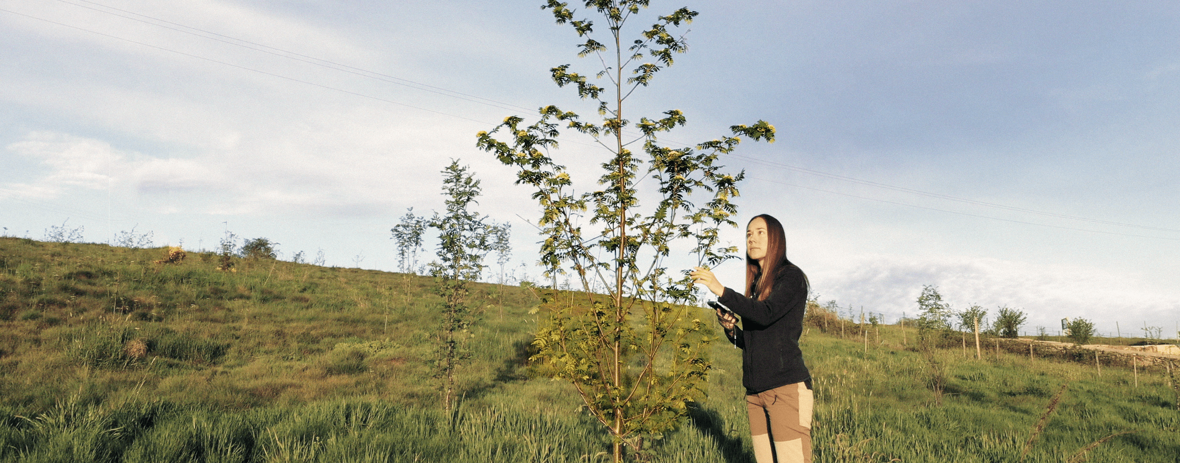 Person standing next to young tree