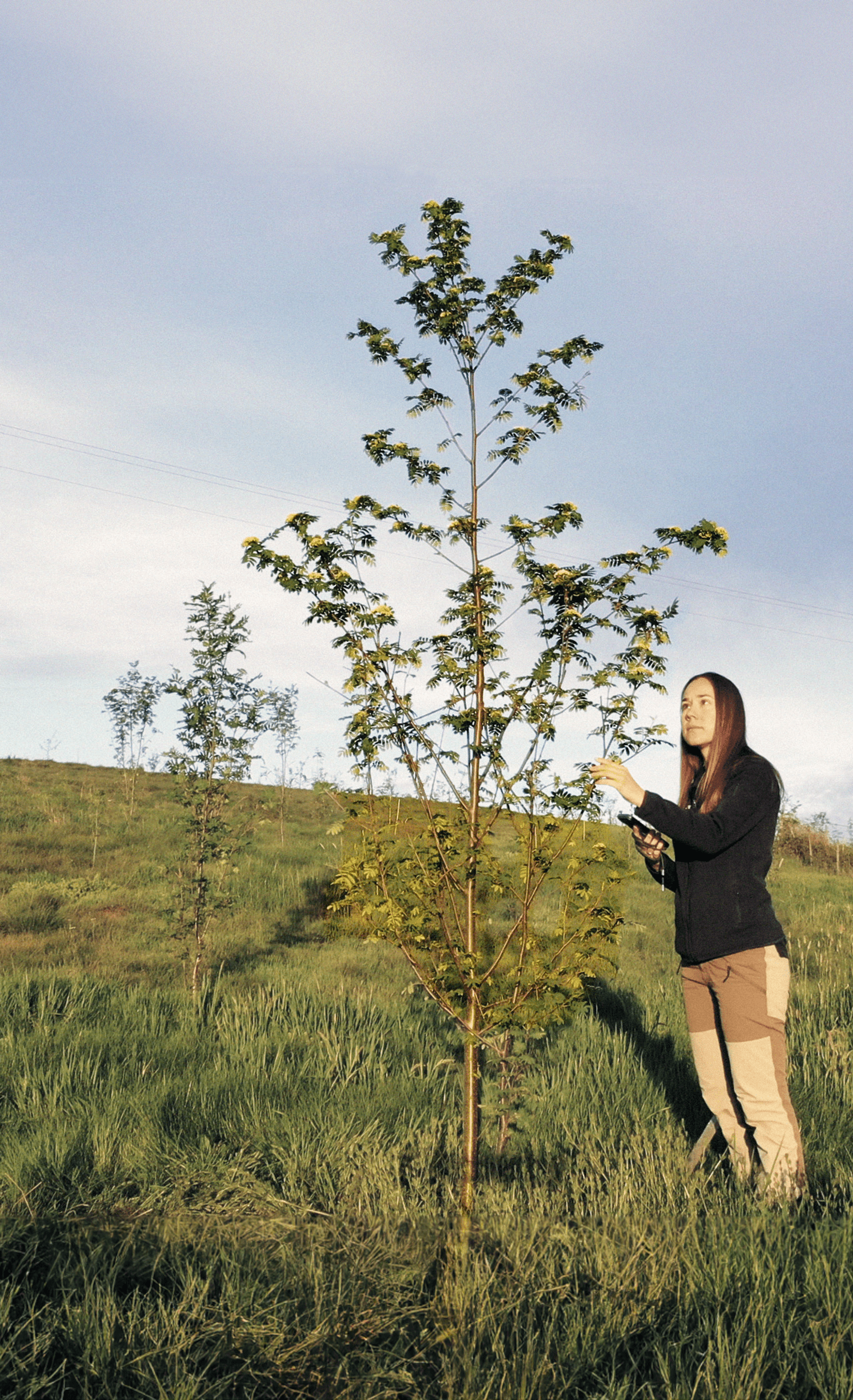 Person standing next to young tree