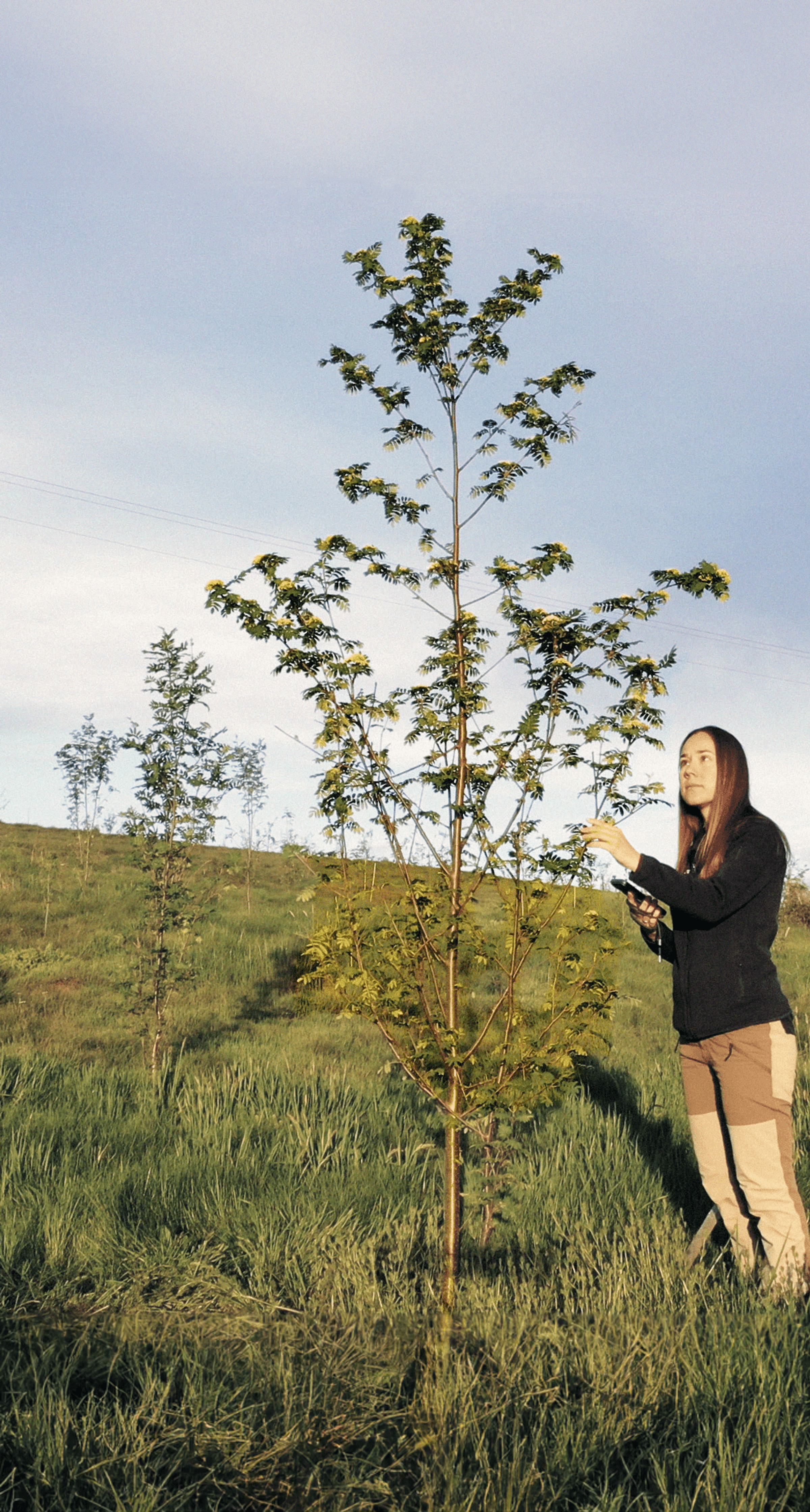 girl with a tree