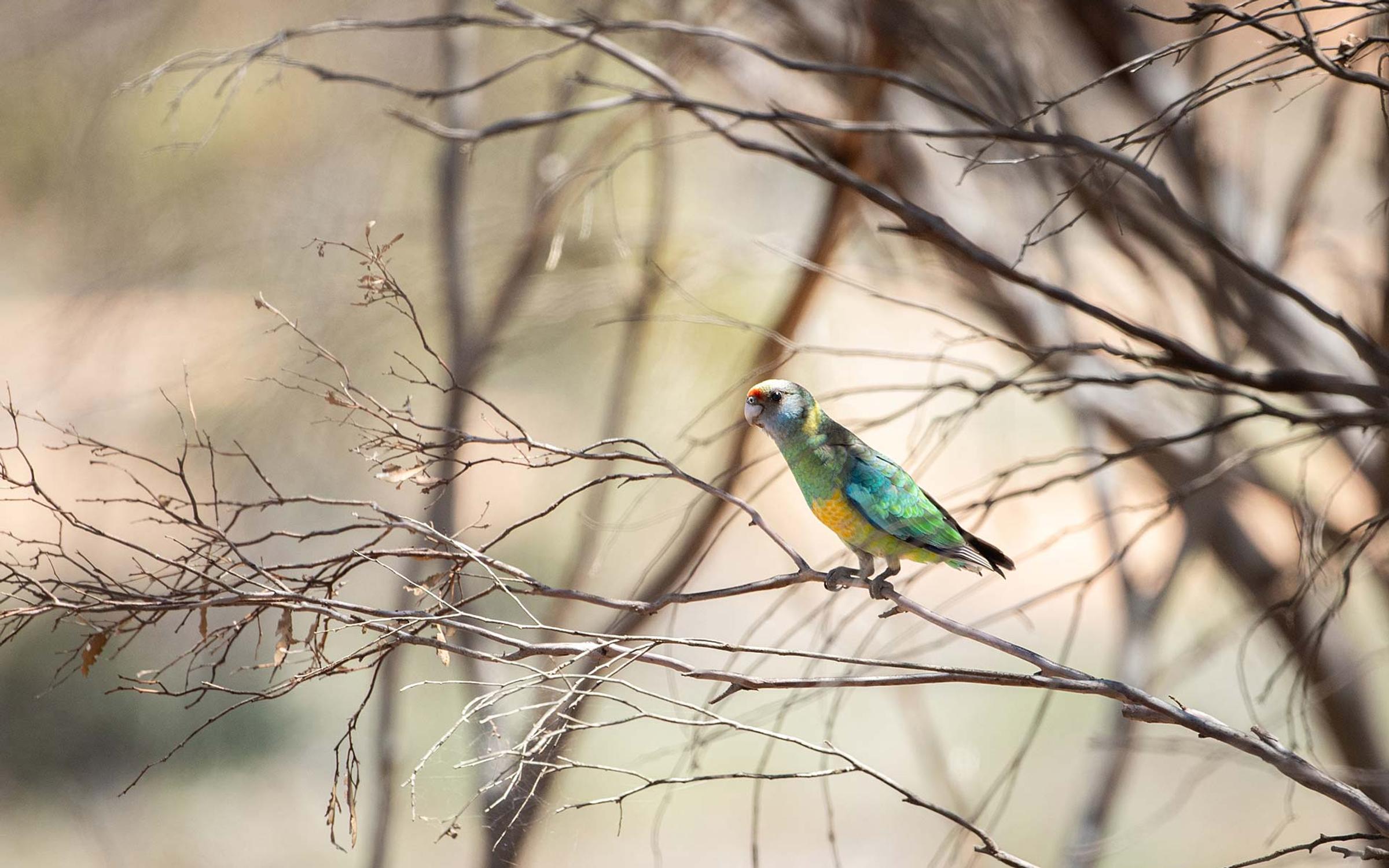 Australian Ringneck (Mallee) in tree