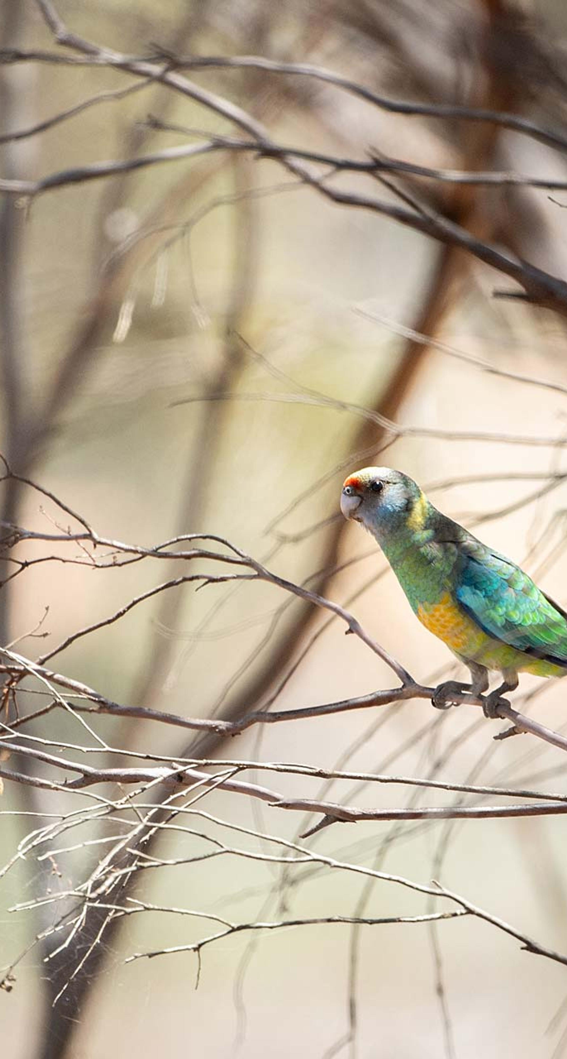 Australian Ringneck (Mallee) in tree