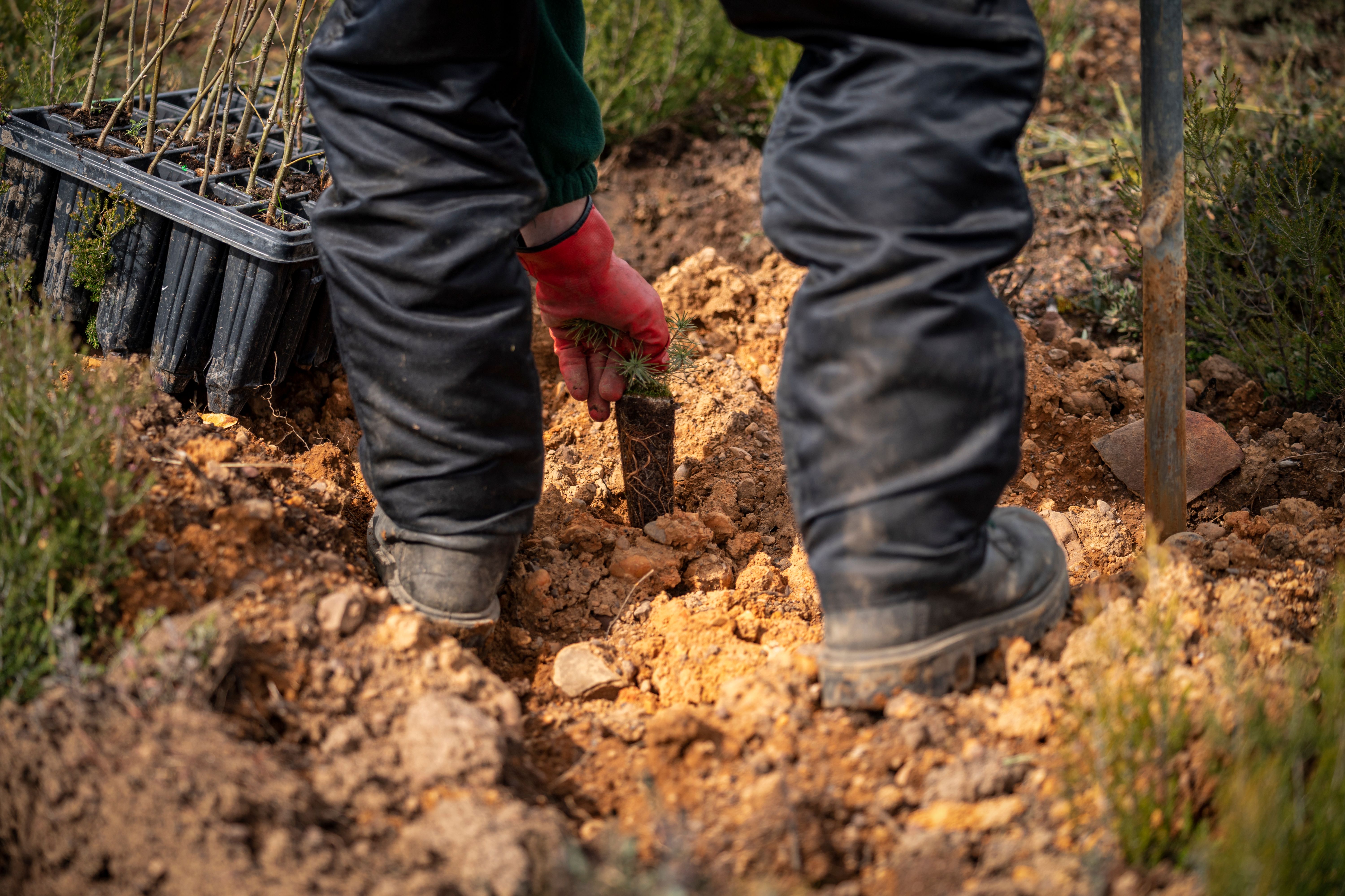 Land Life: A Decade of Nature Restoration and Innovation