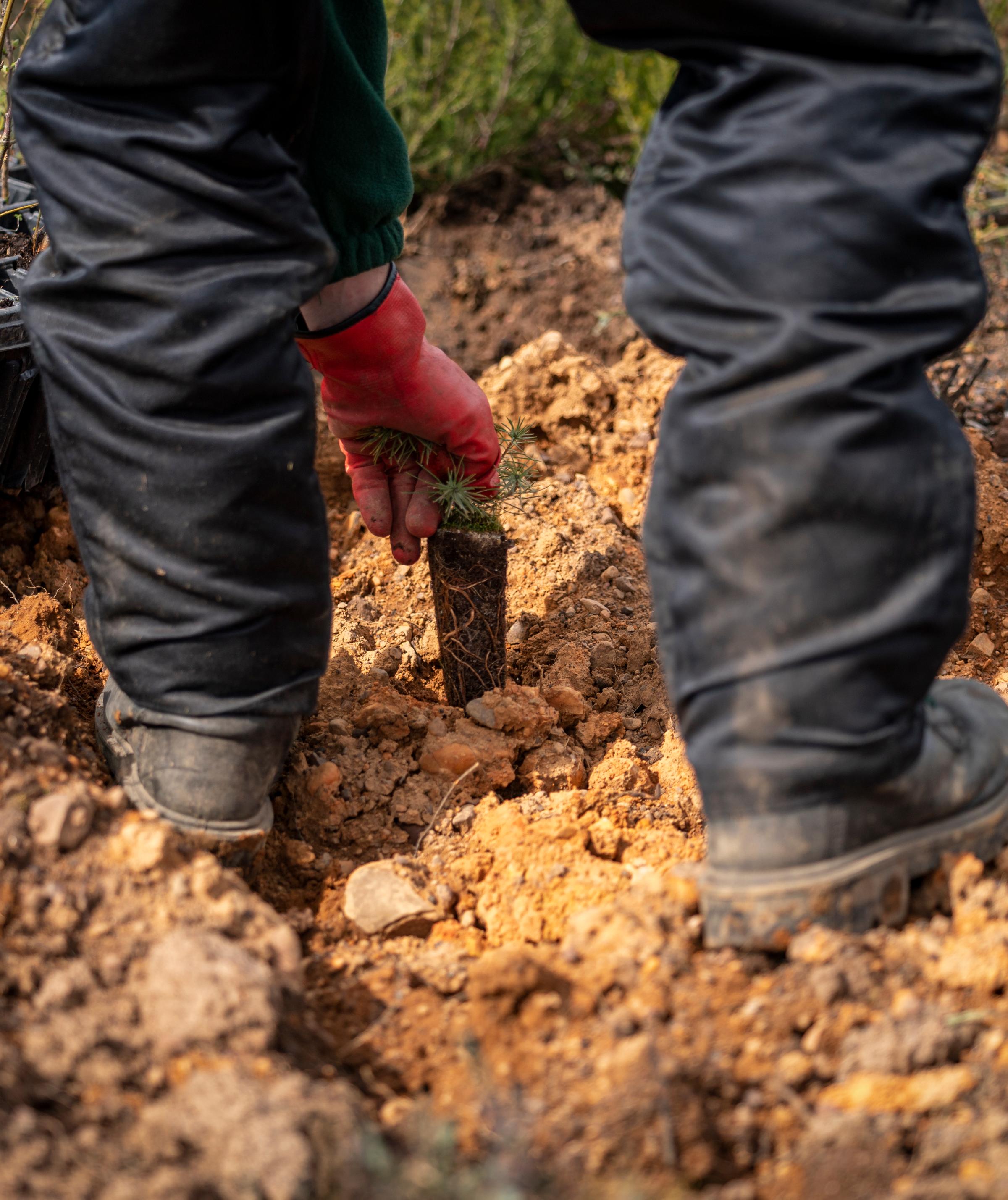 Land Life: A Decade of Nature Restoration and Innovation