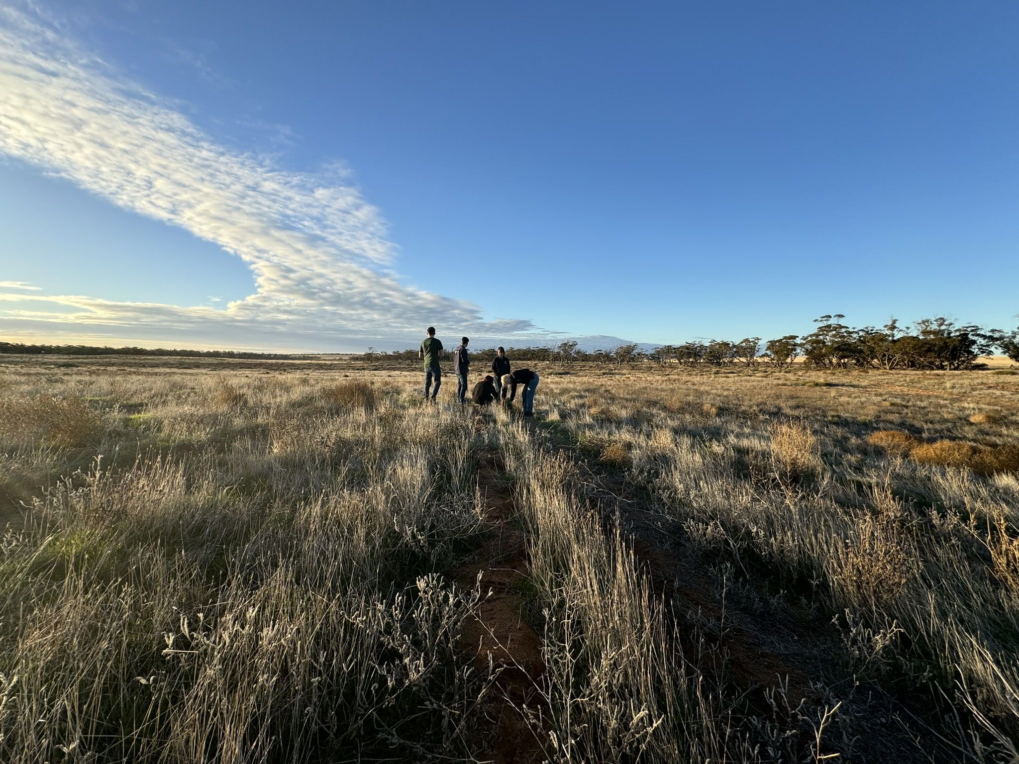nature restoration project on degraded land