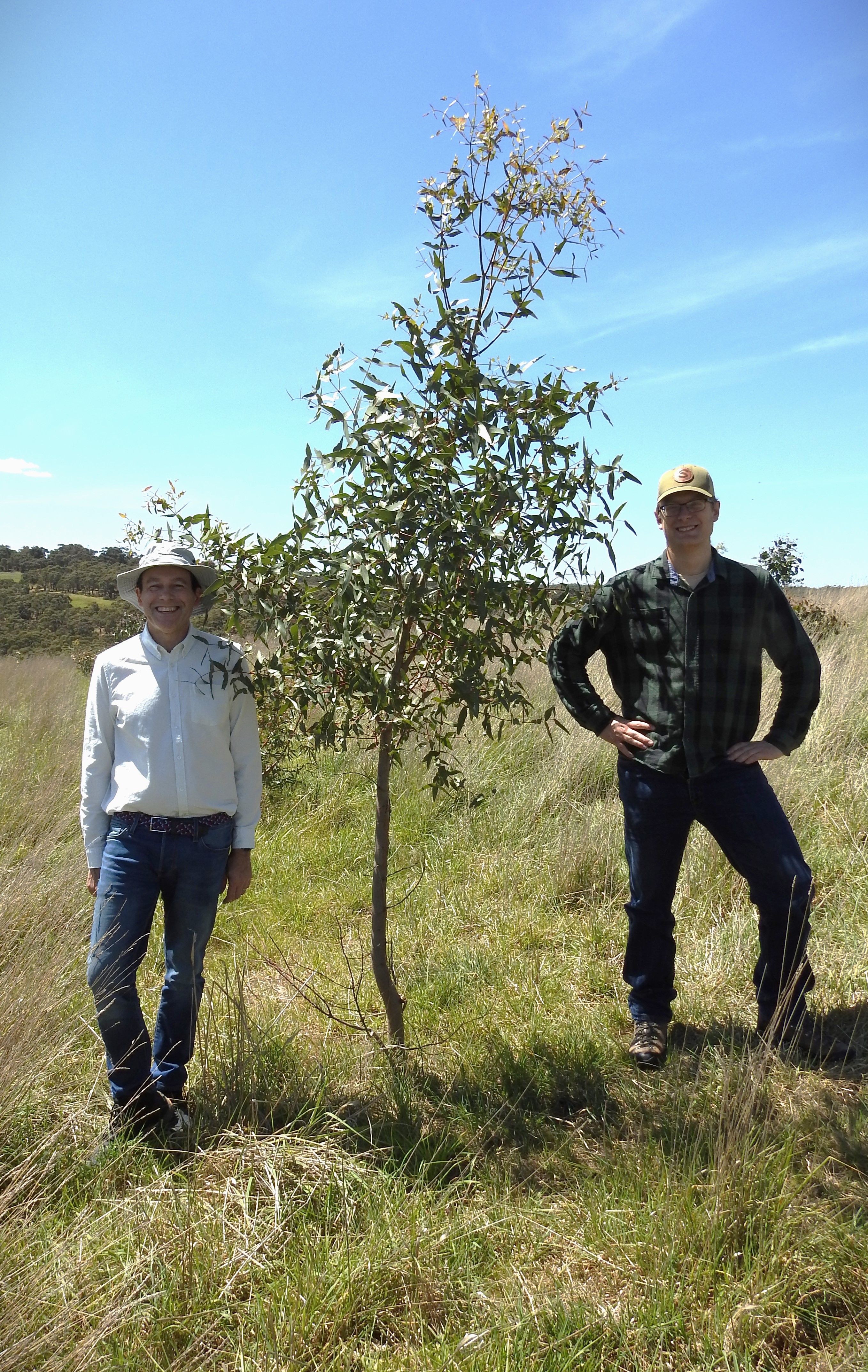 Two men posing with eucalyptus tree