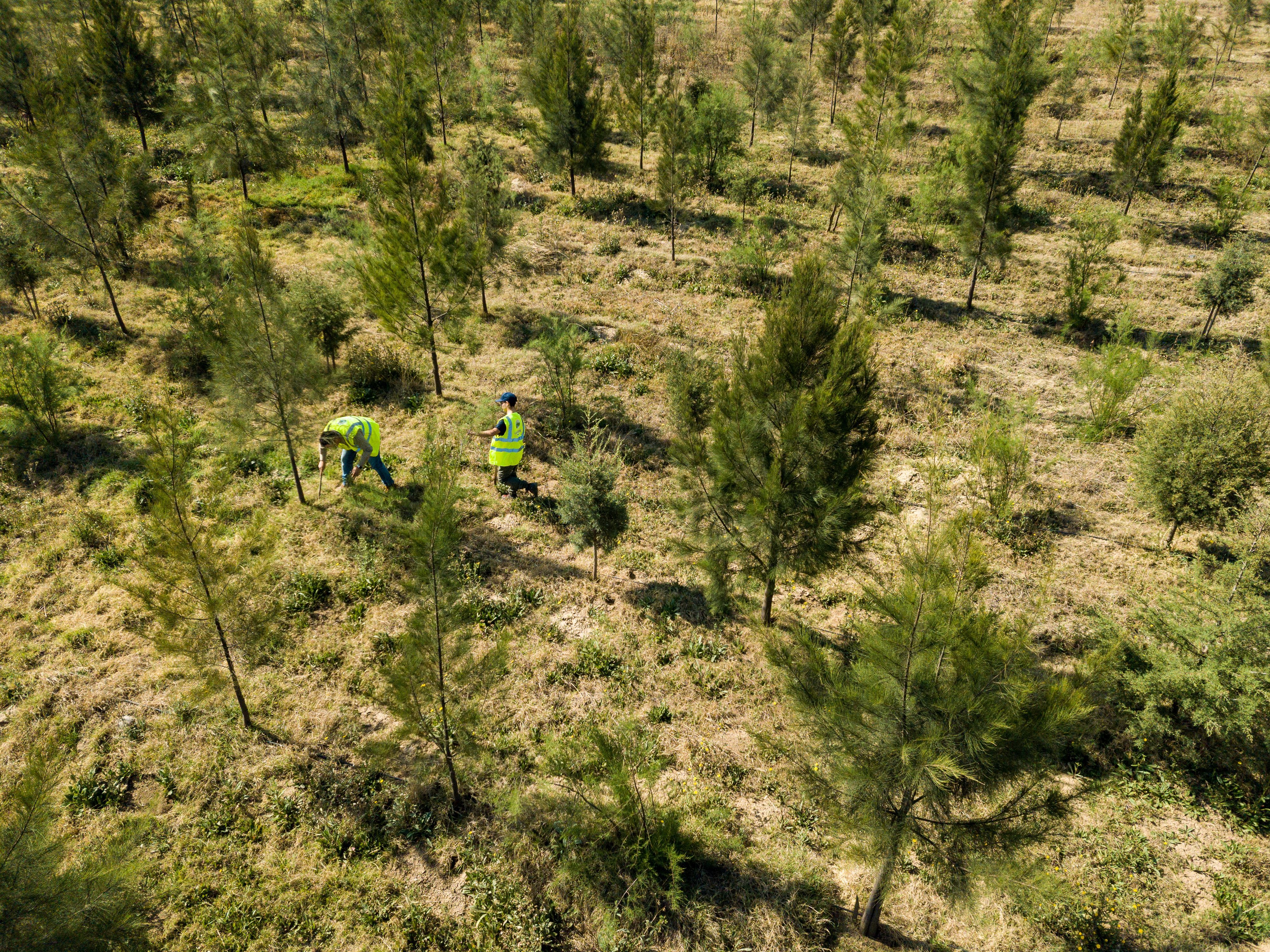 Ariel view of works planting trees in forest