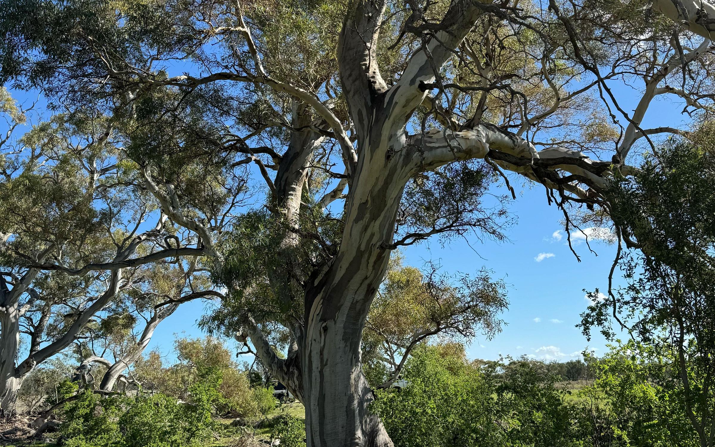 Dead Sheoak at Talia Eyre Peninsula