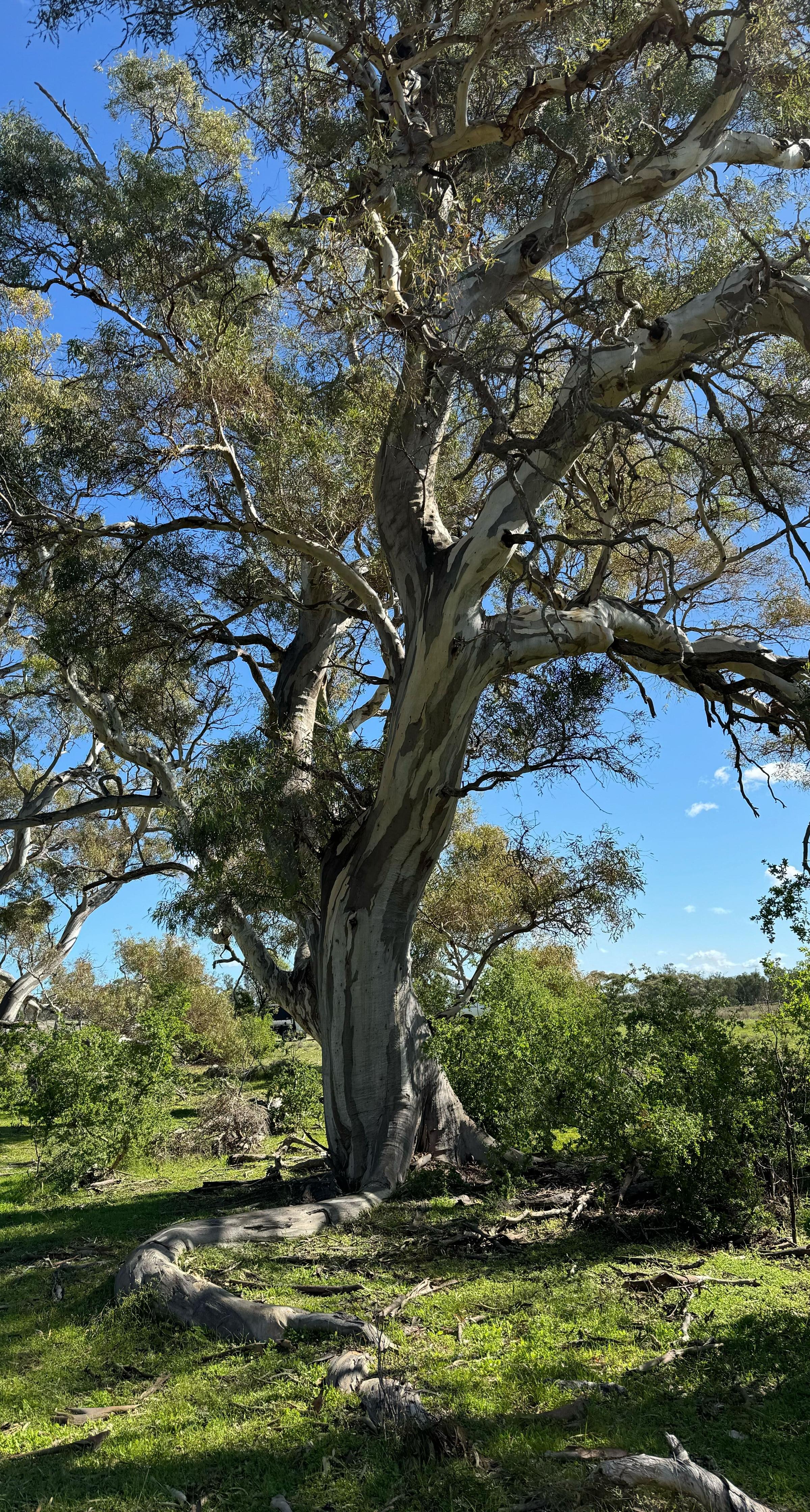 Dead Sheoak at Talia Eyre Peninsula