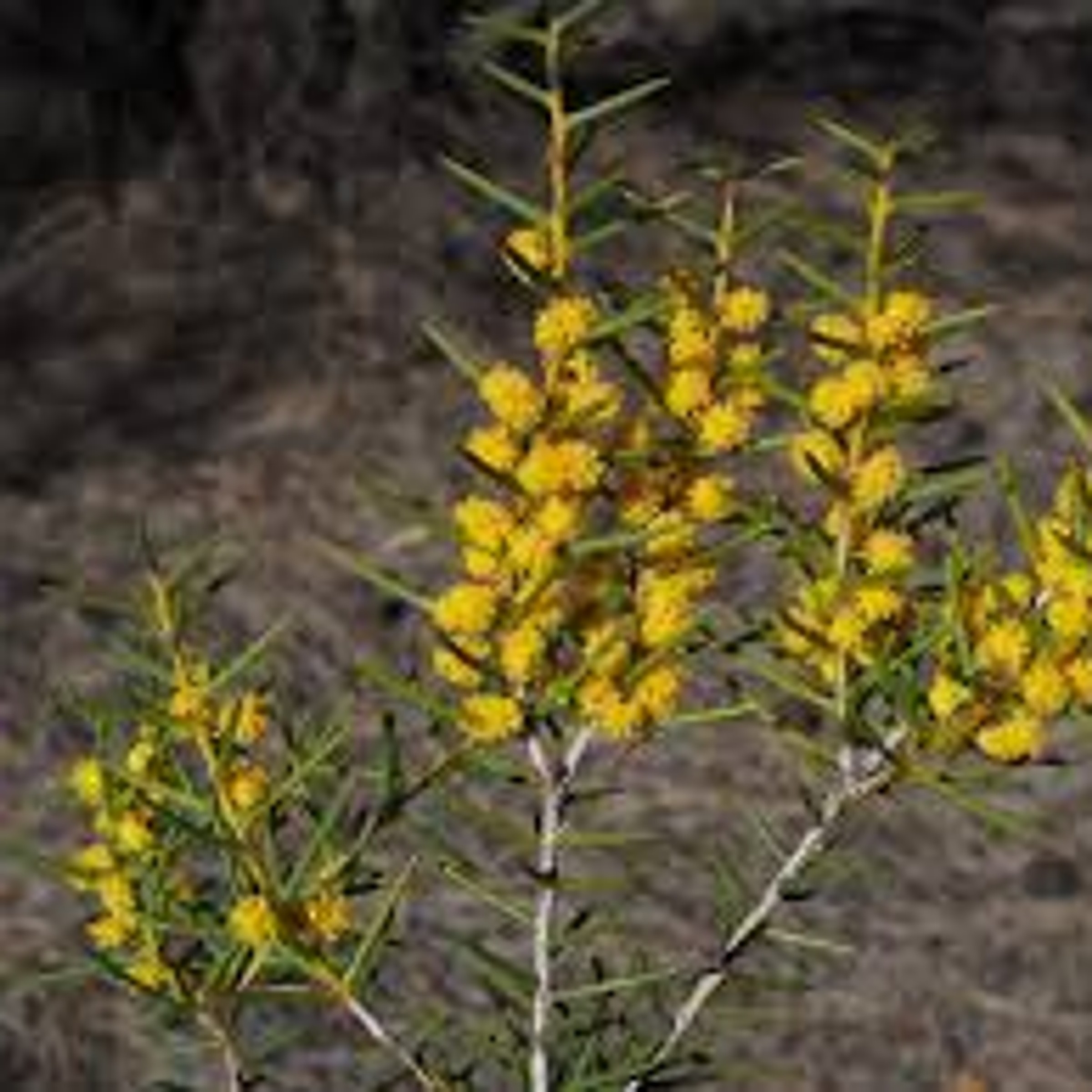 Acacia plant