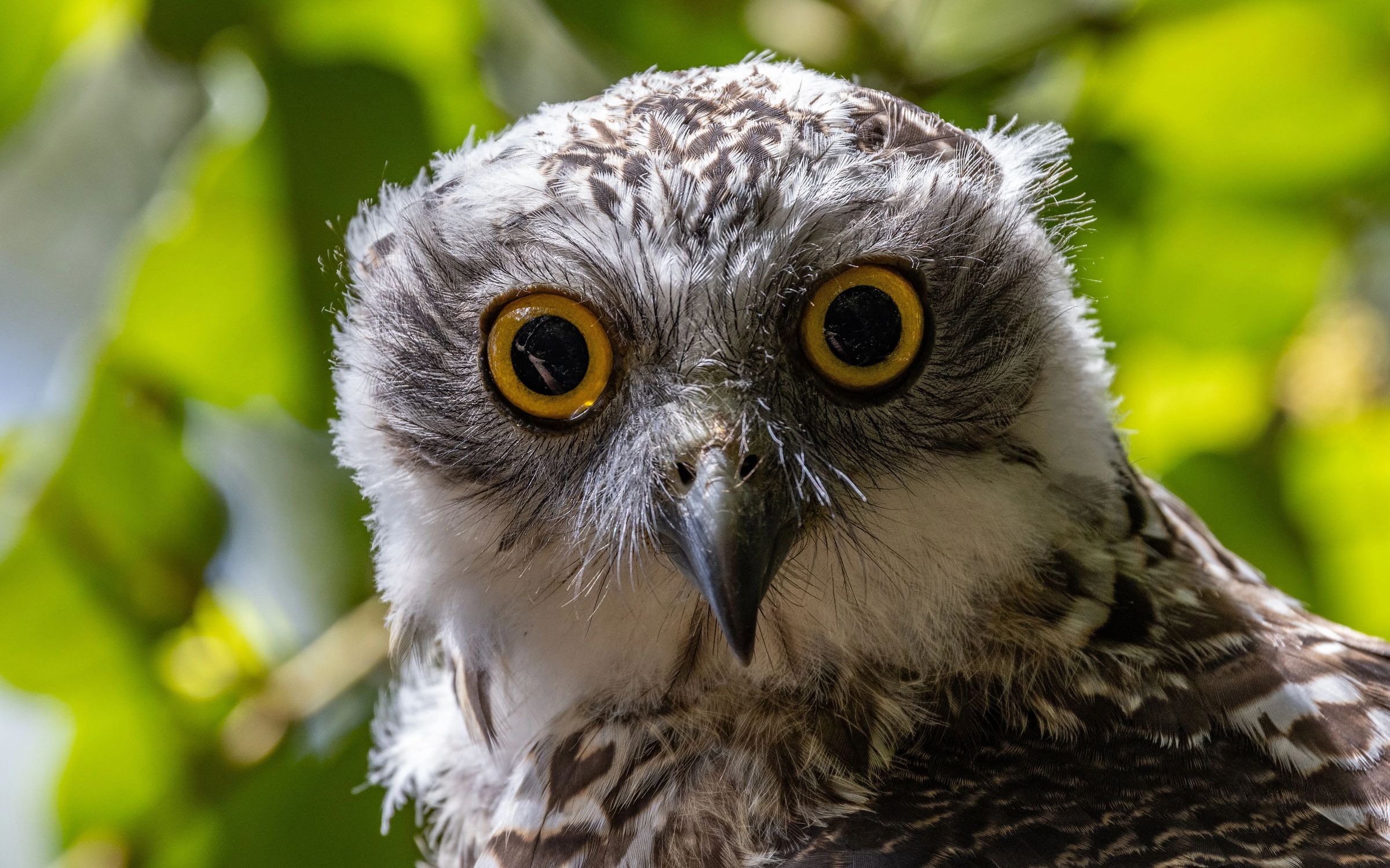 Close up of owl