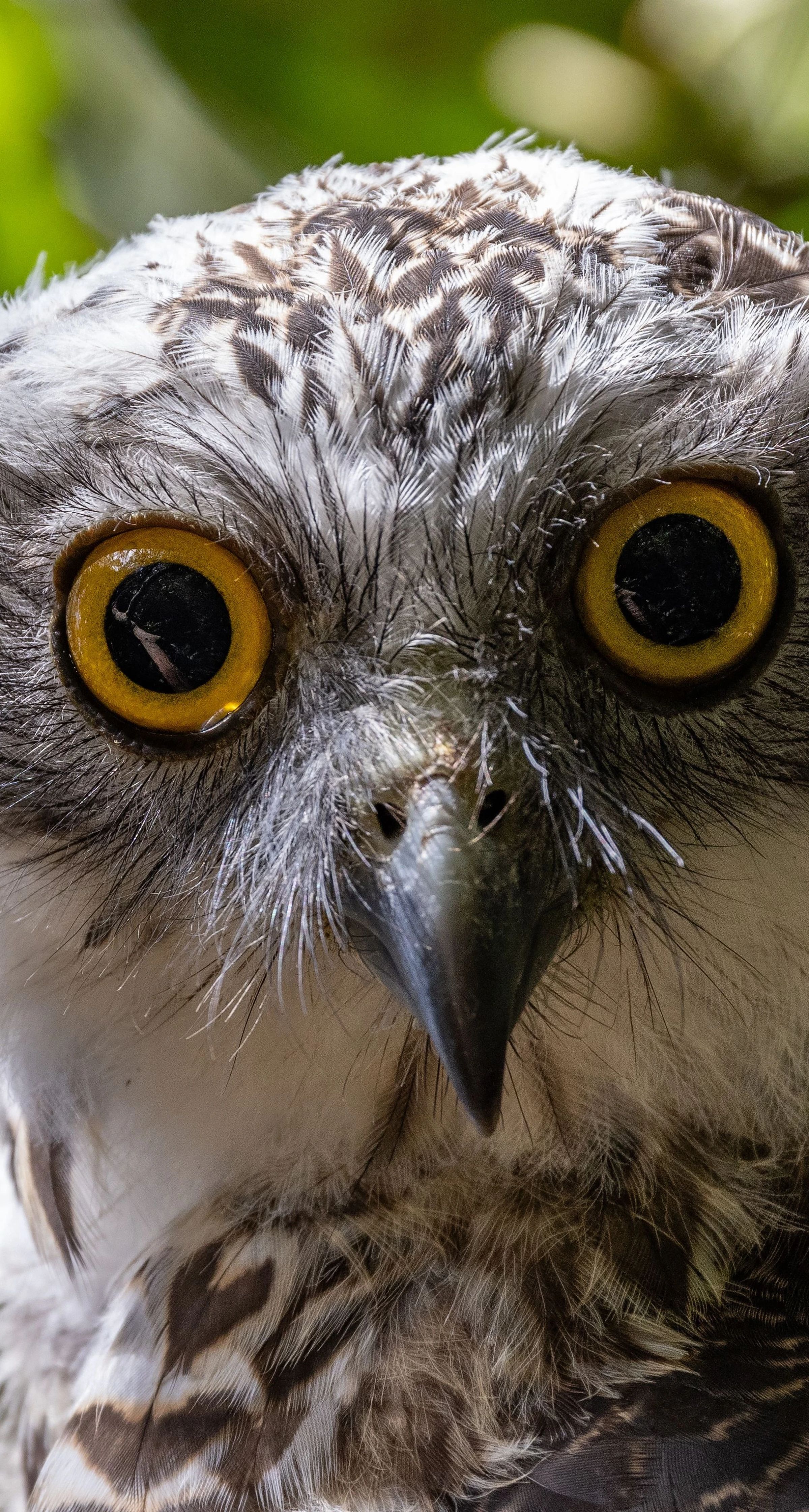 Close up of owl