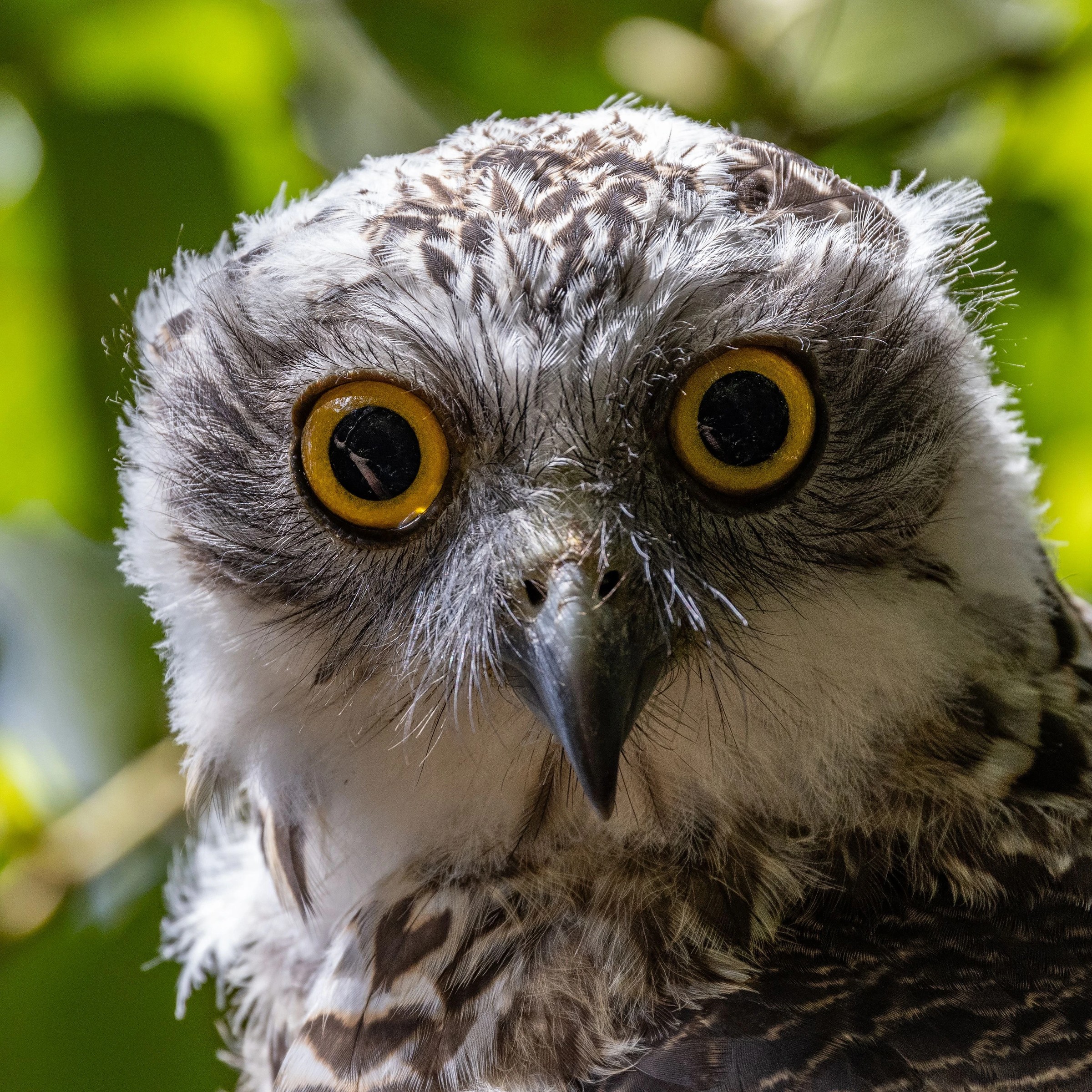 powerful owl