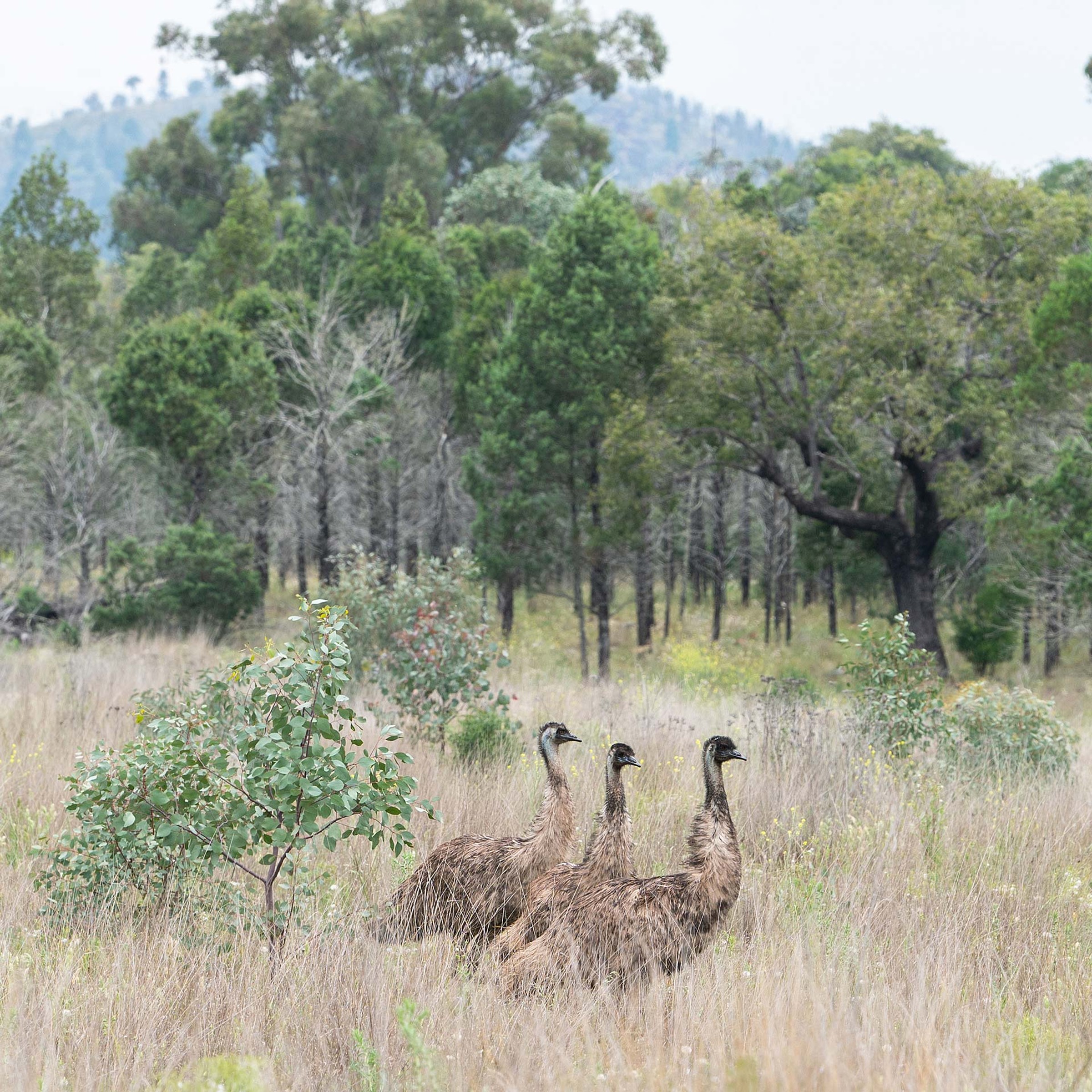 Emus