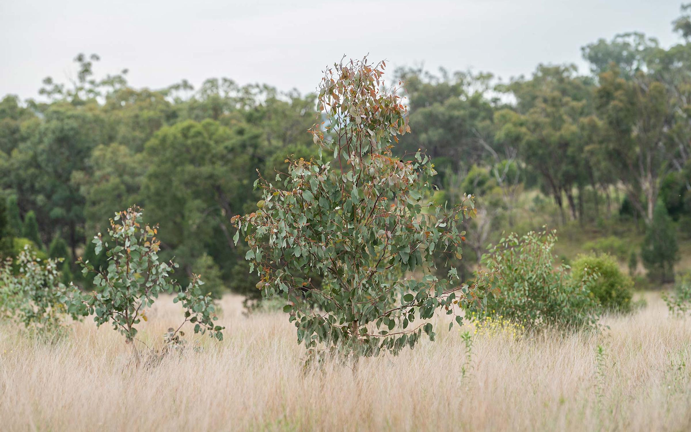Moolagundi restoration site