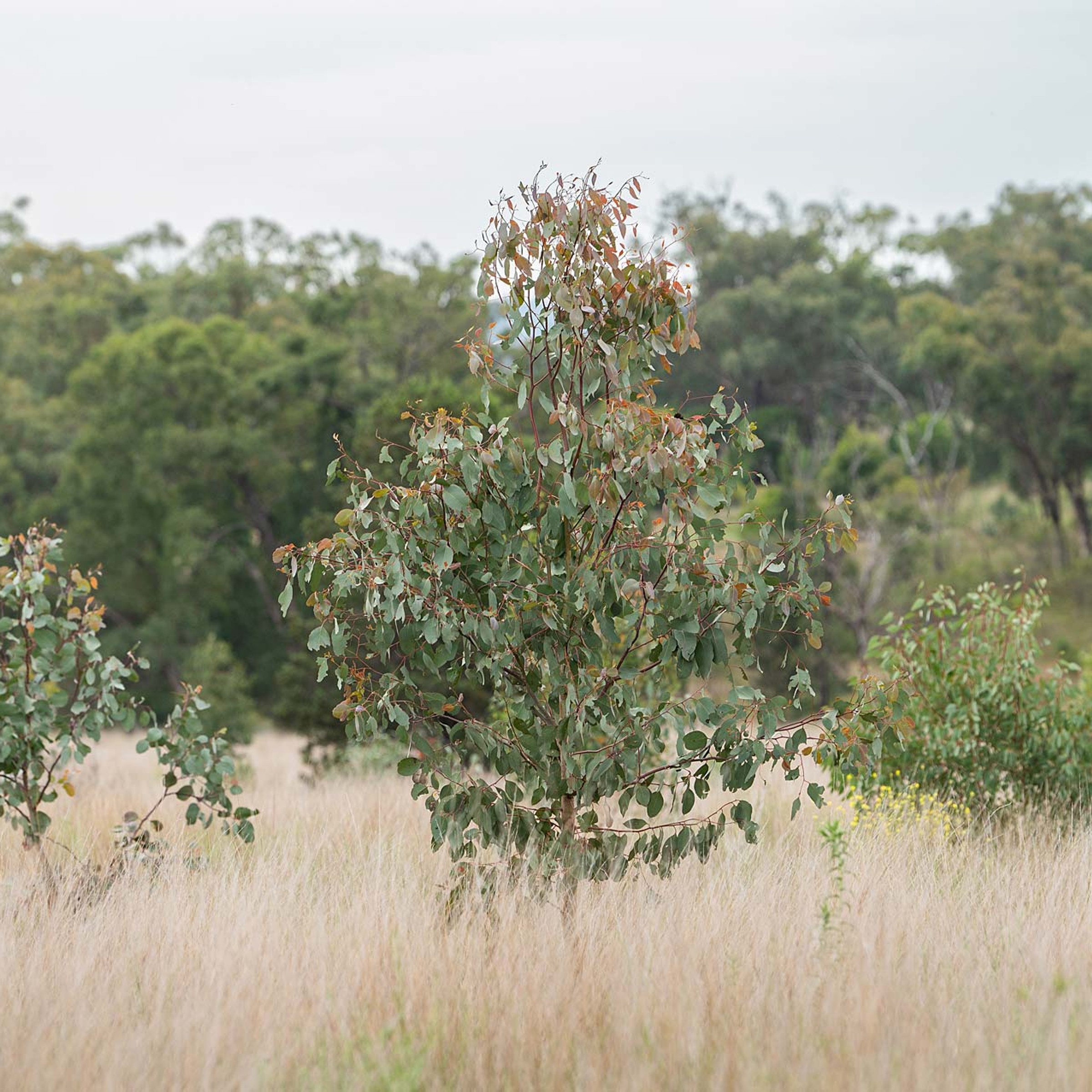 Moolagundi restoration site