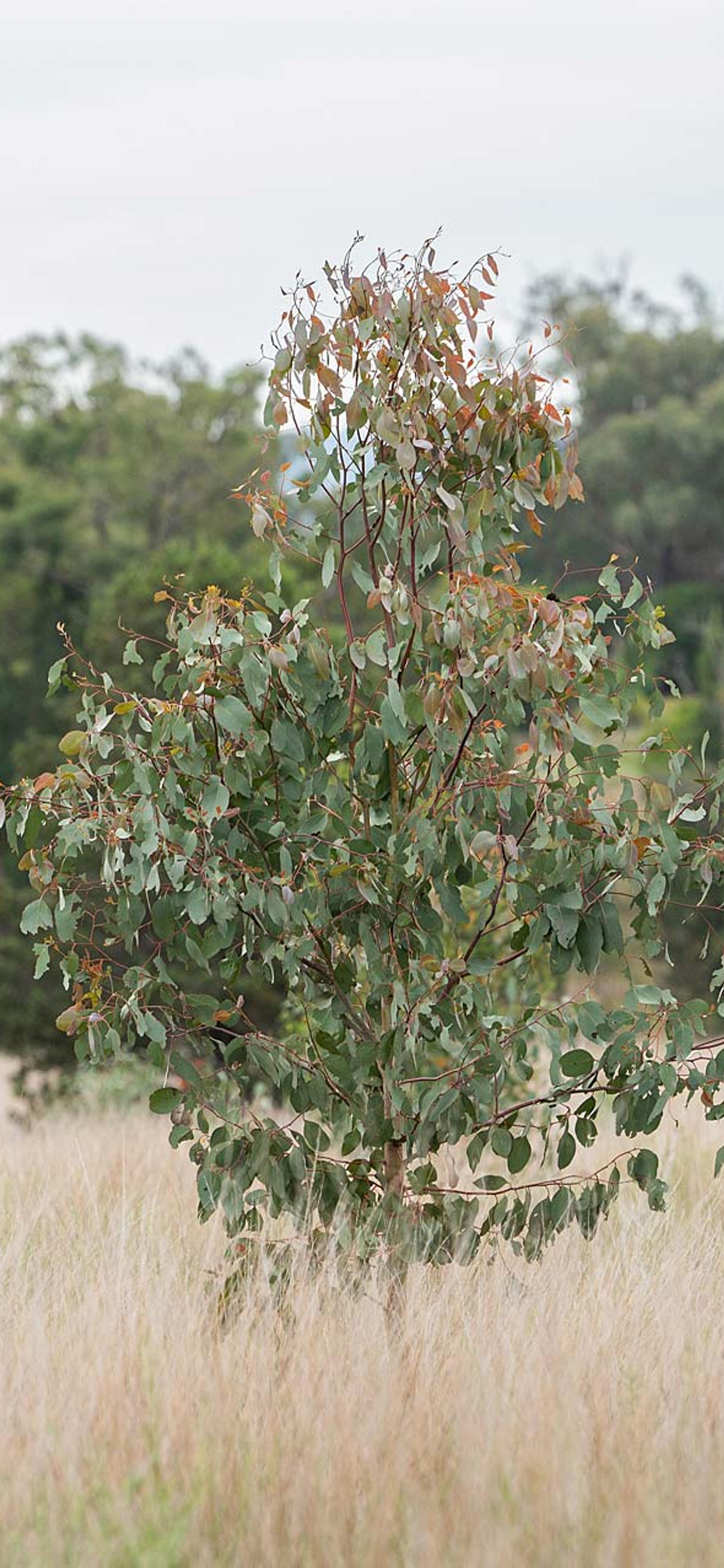 Moolagundi restoration site