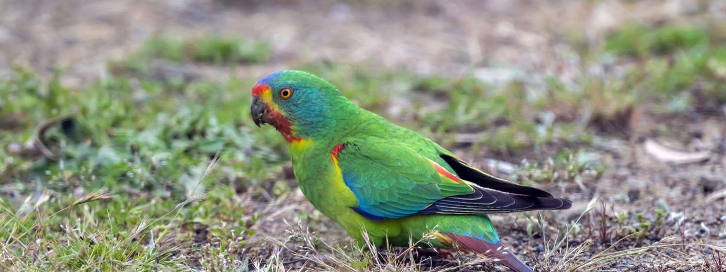 Swift Parrot Australia