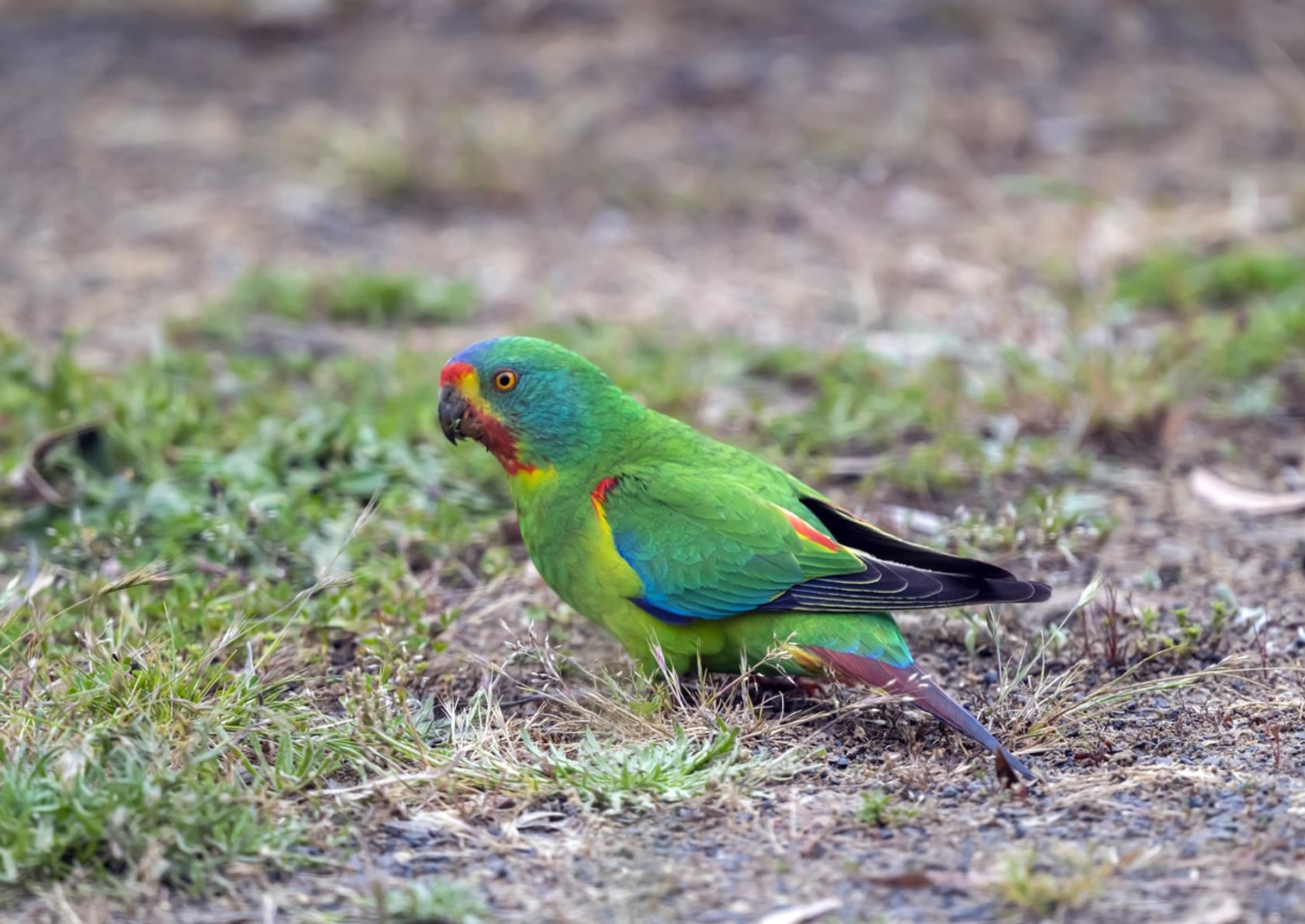 Swift Parrot Australia