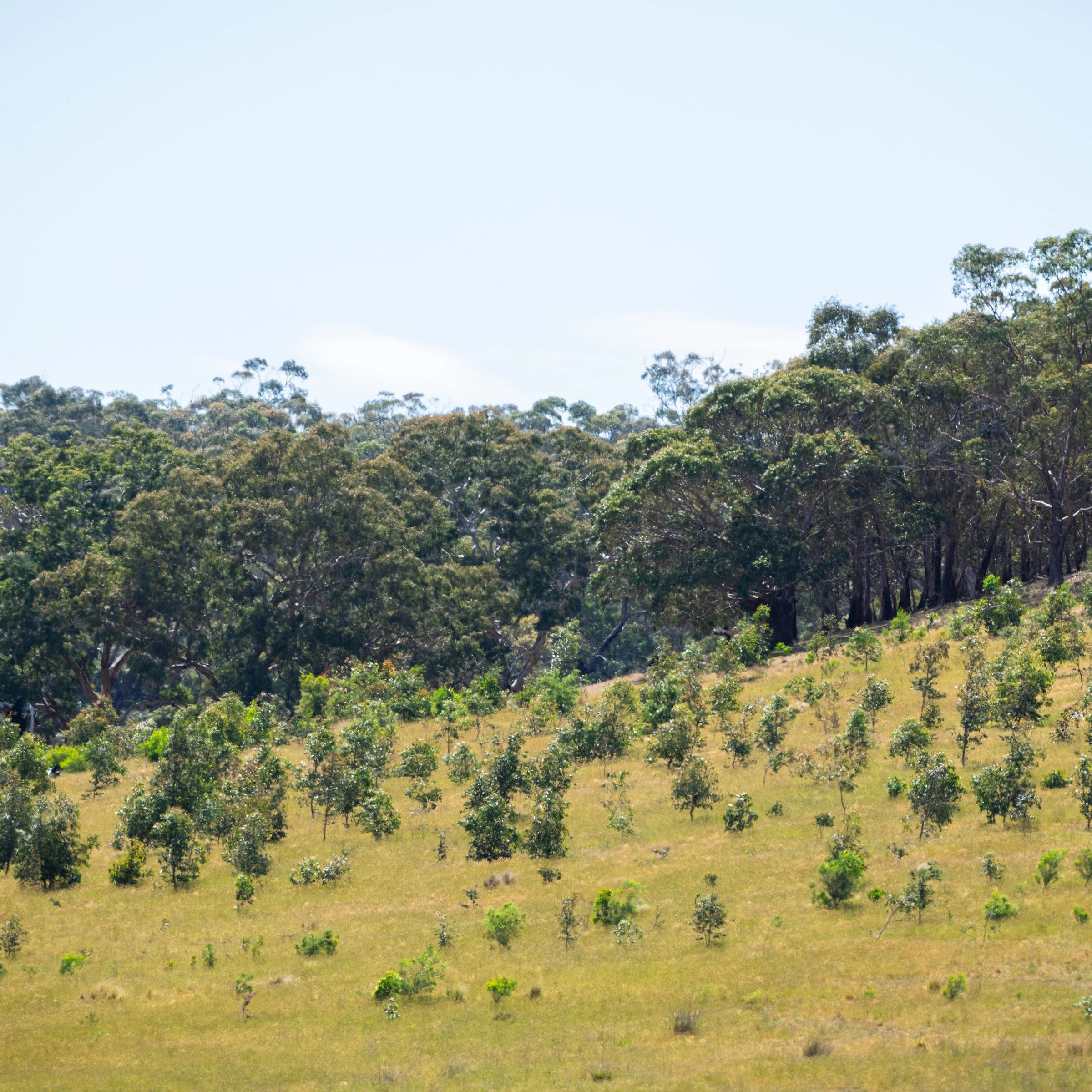 restored landscape