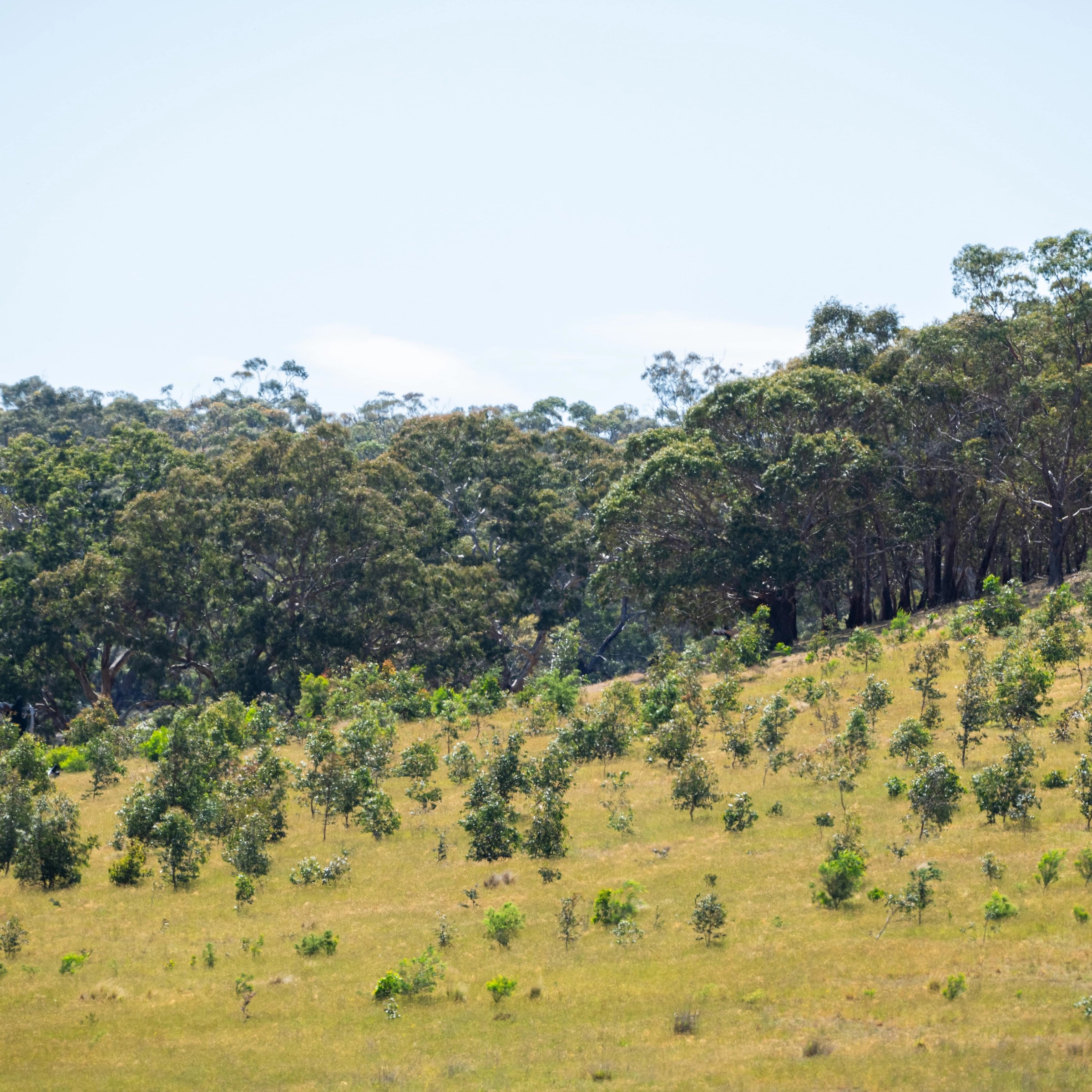 restored landscape