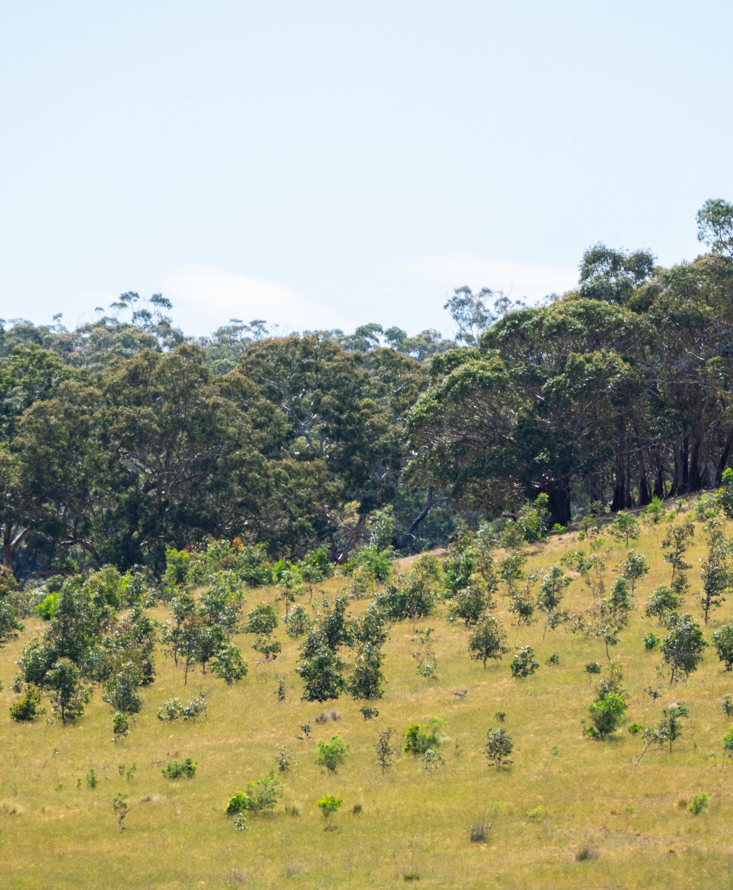 Landscape shot of Land Life restoration project