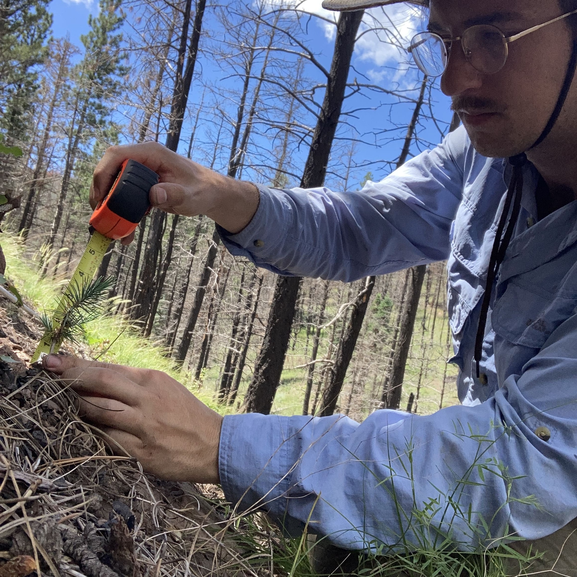 Measuring tree growth of seedling