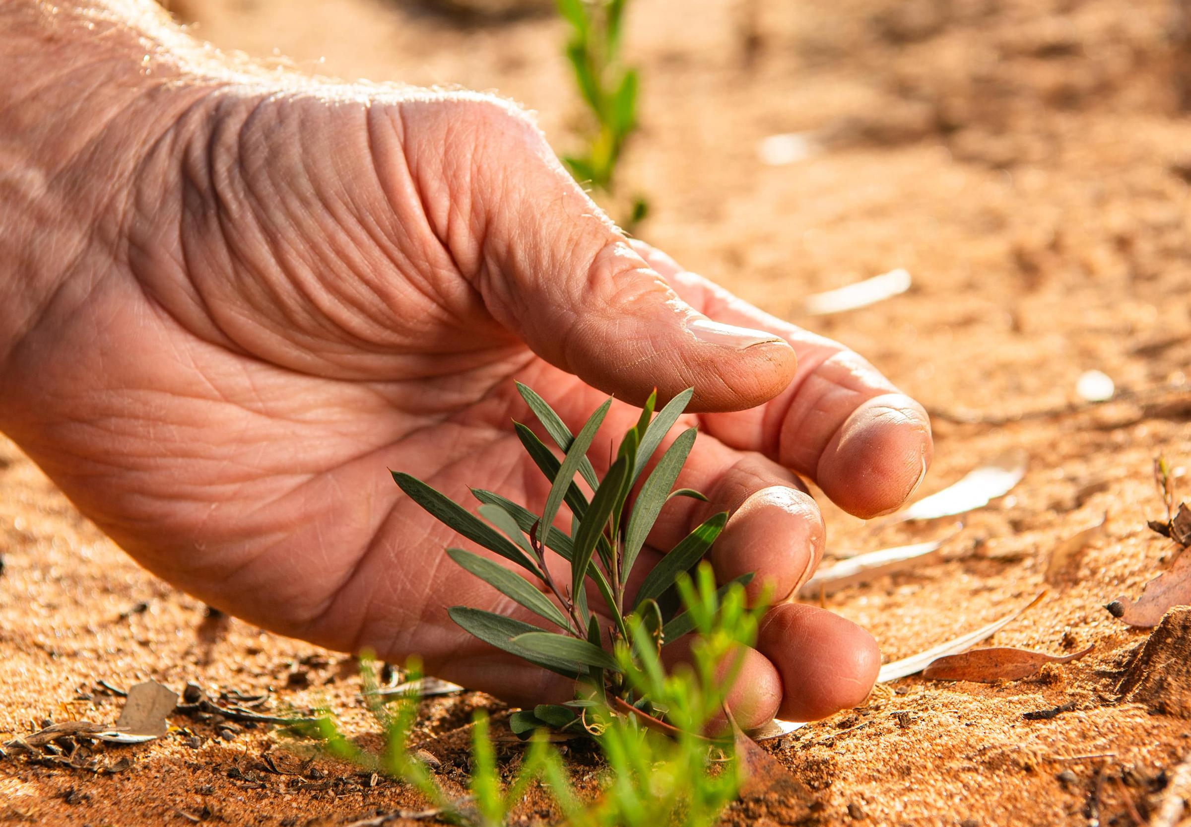 Close up of hand holding germinated seedling