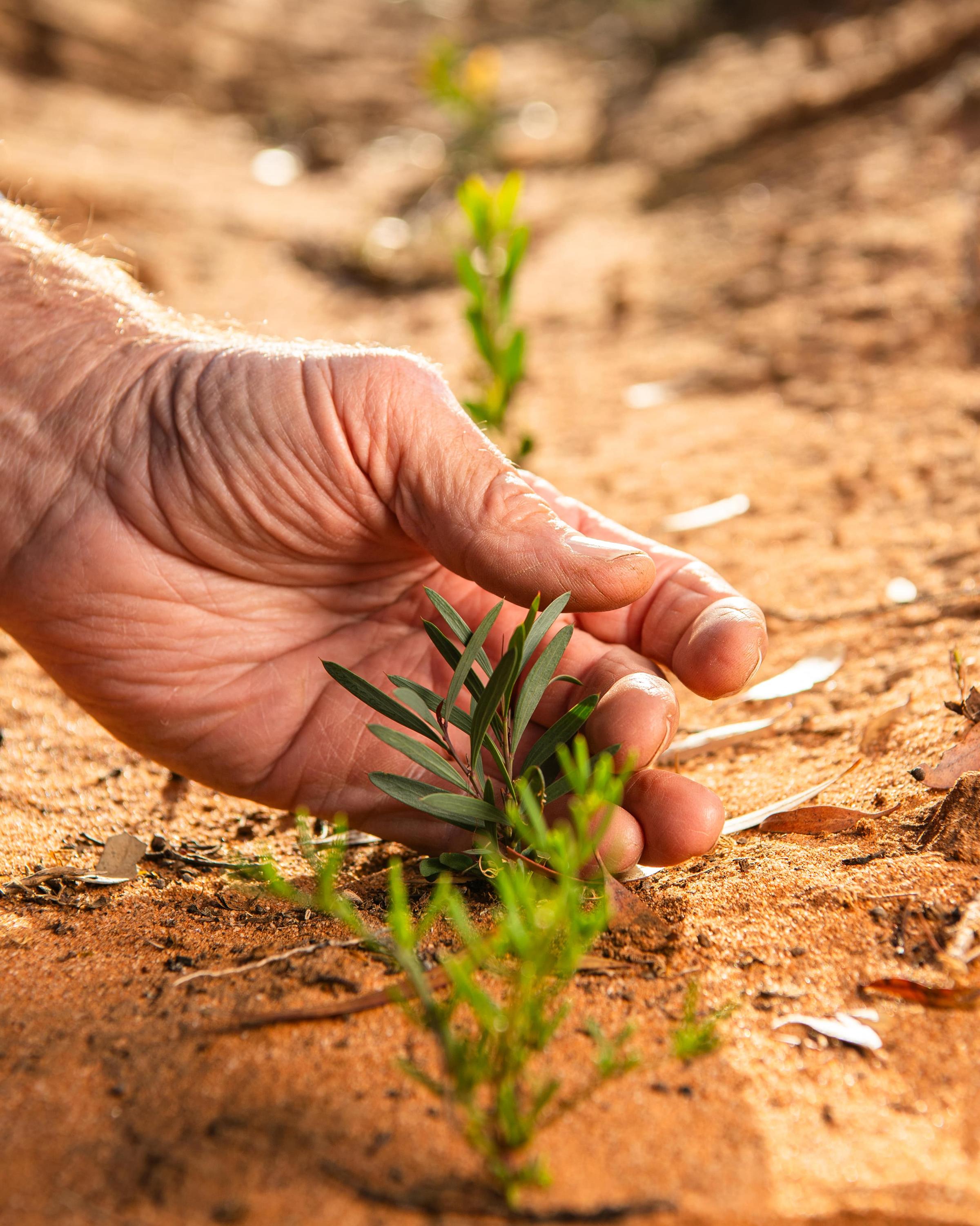 planting tree in the ground
