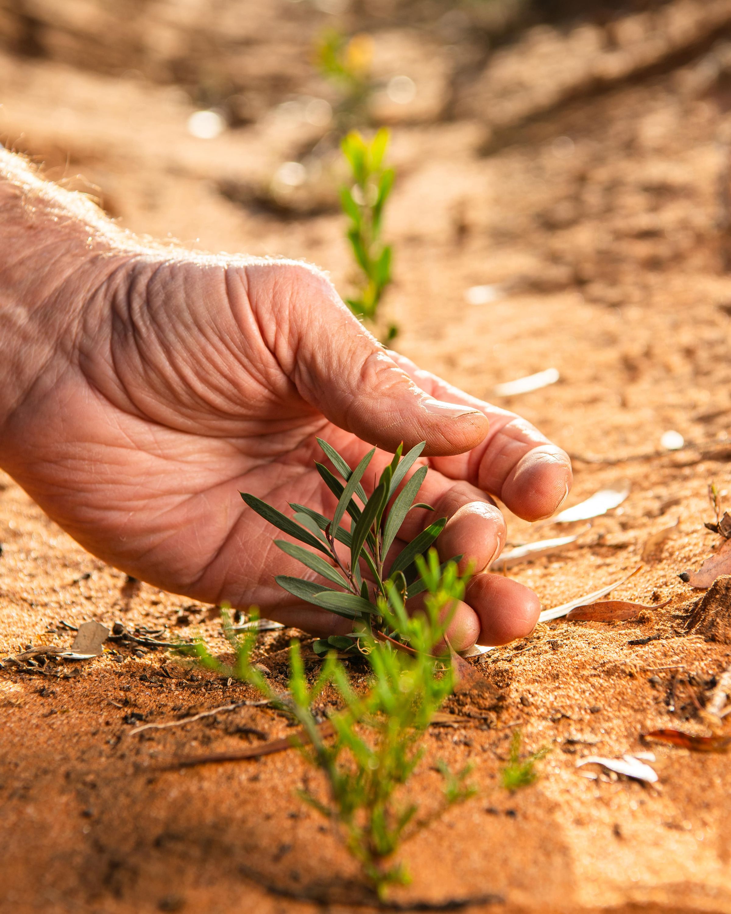 planting tree in the ground