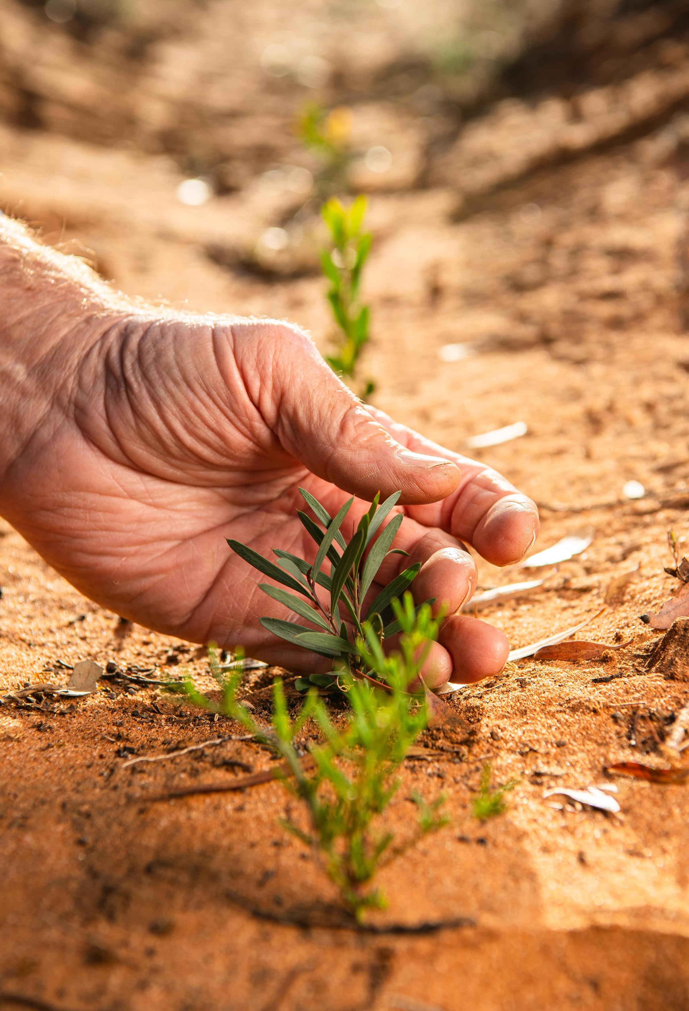 Close up of hand holding germinated seedling