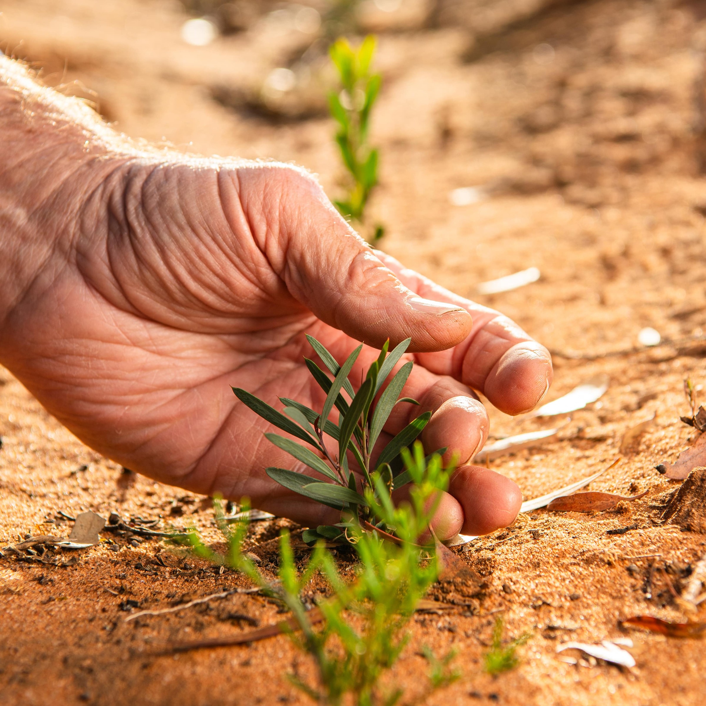 seedling