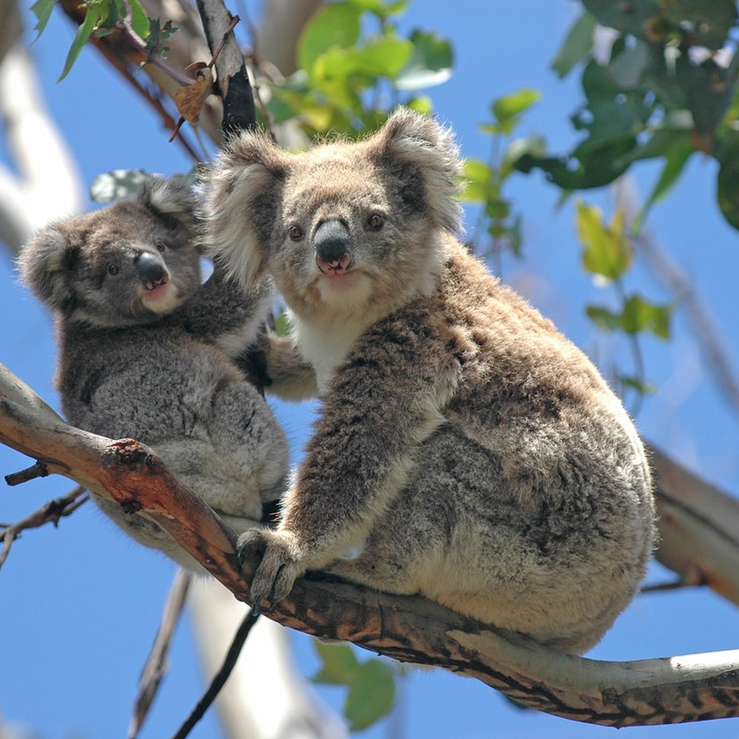 Mum and baby koala in gum tree