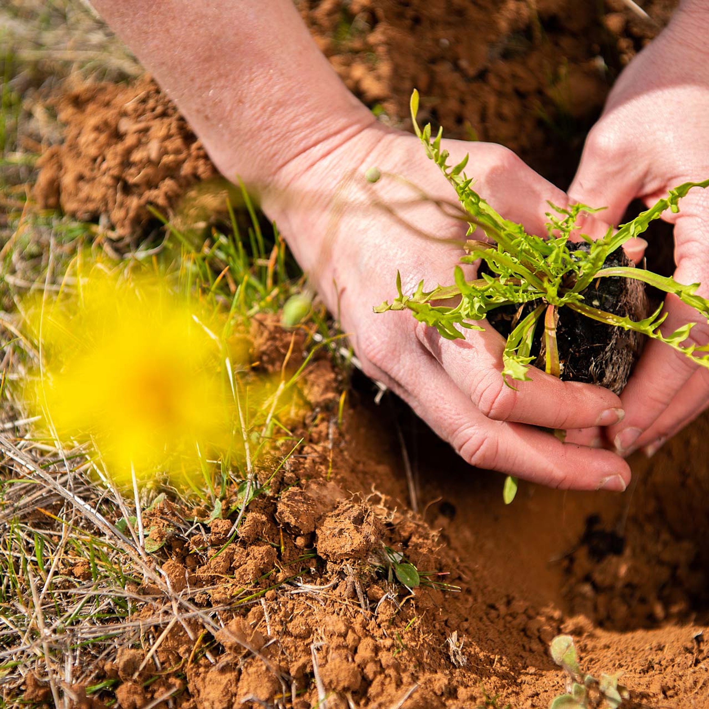 Planting seedling in earth