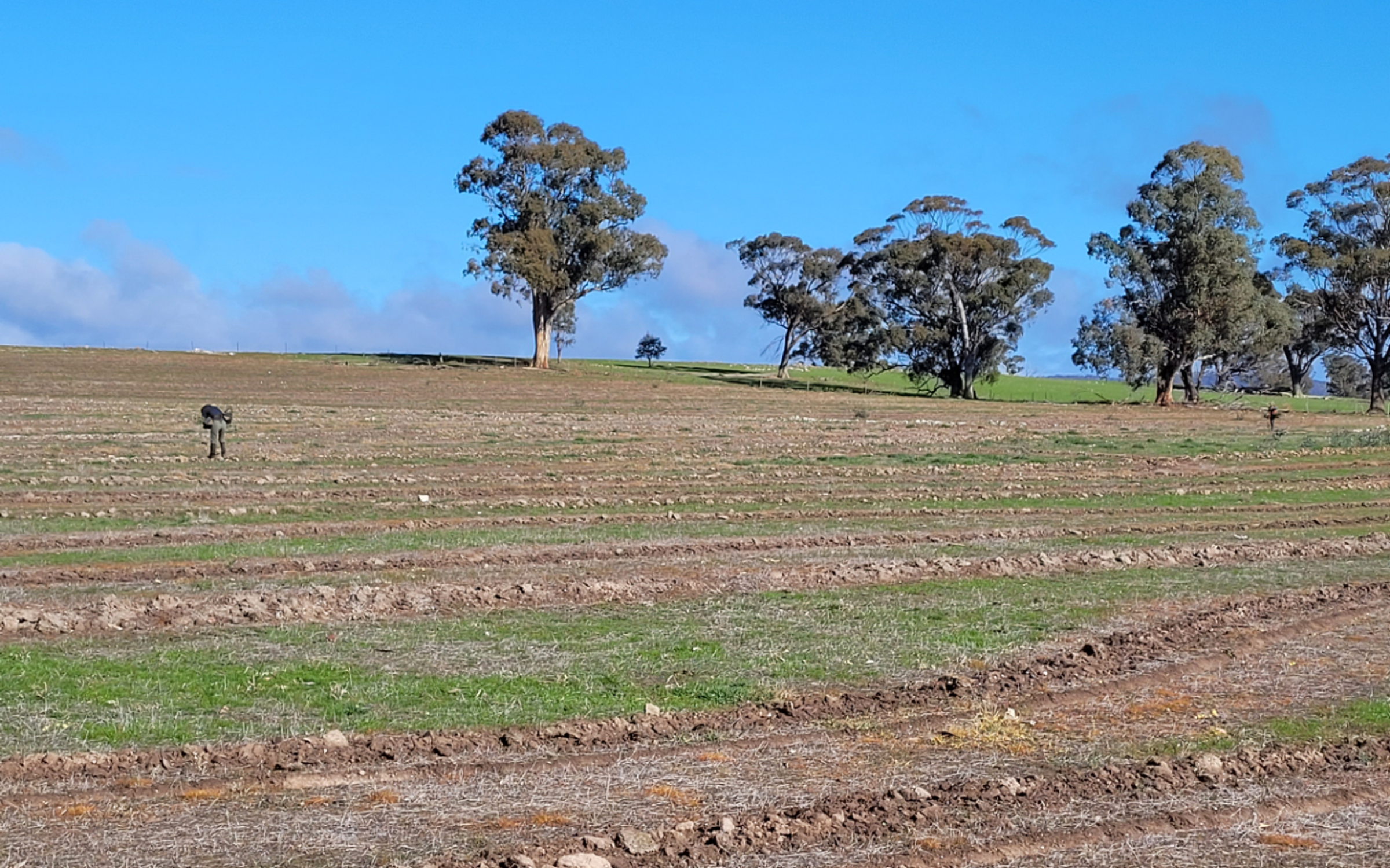 Planting at Burradoo