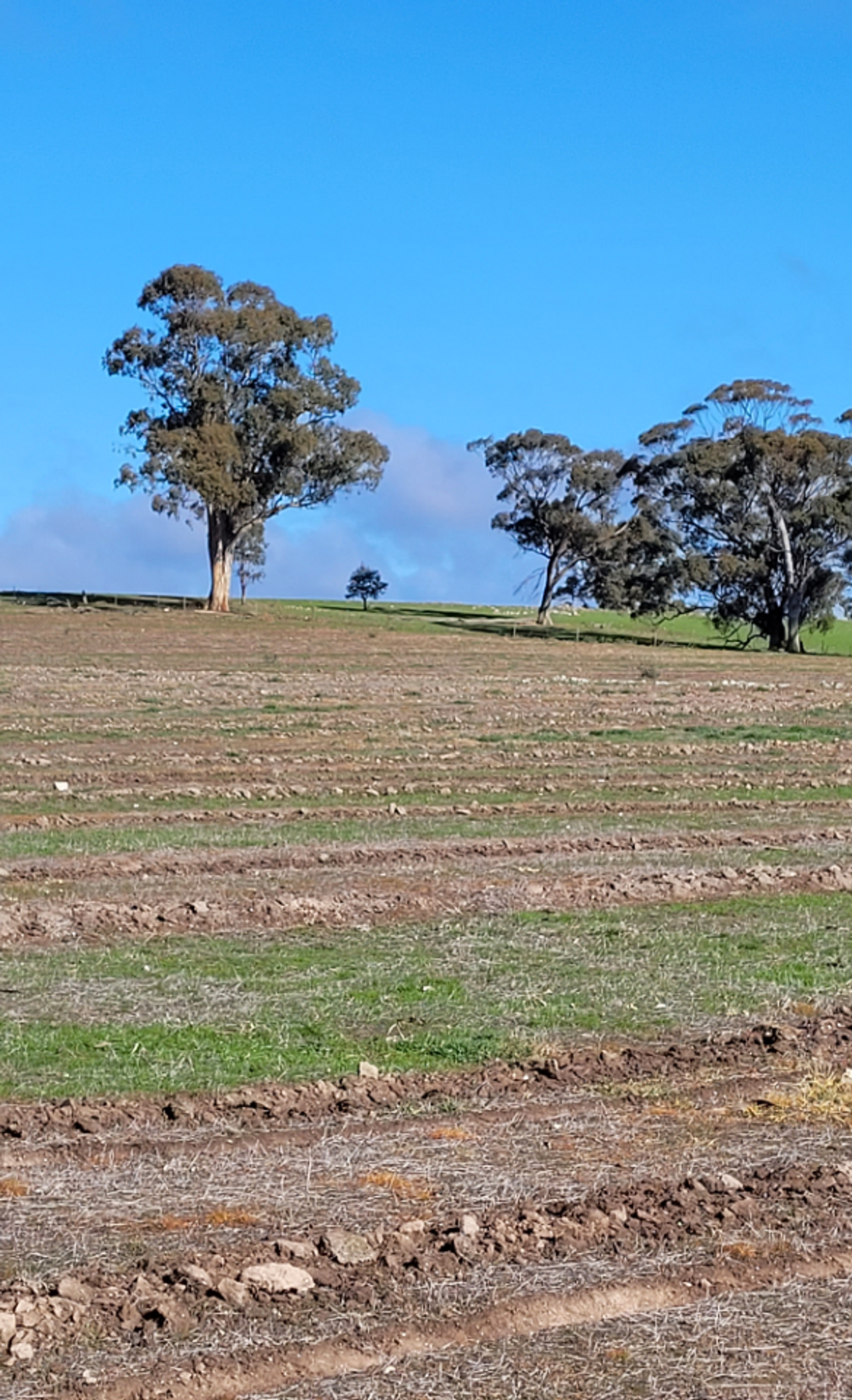 Planting Burradoo