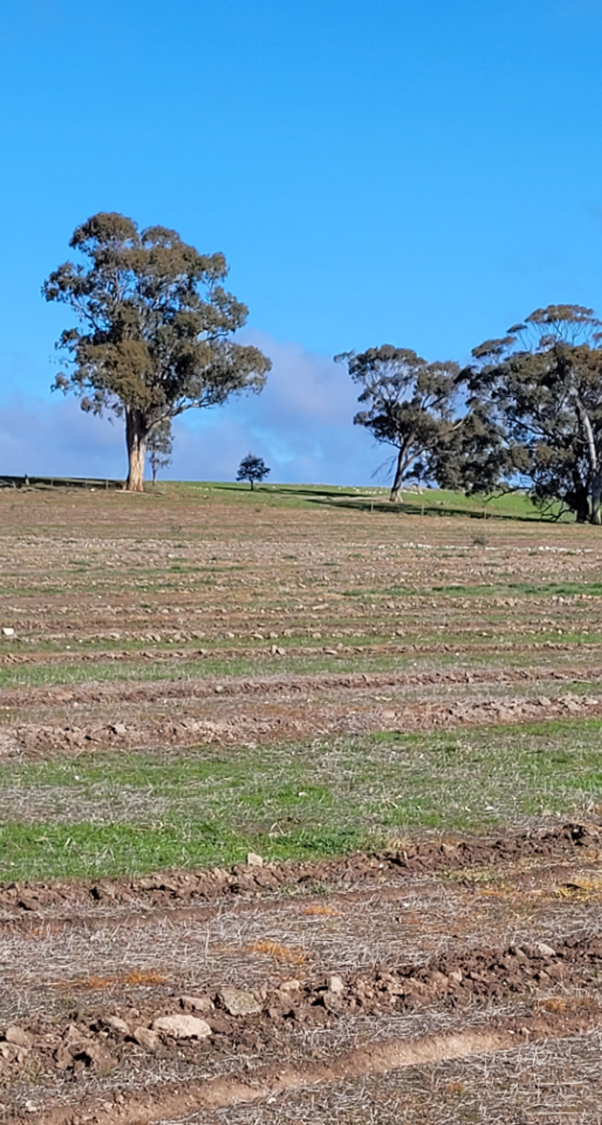 Planting at Burradoo