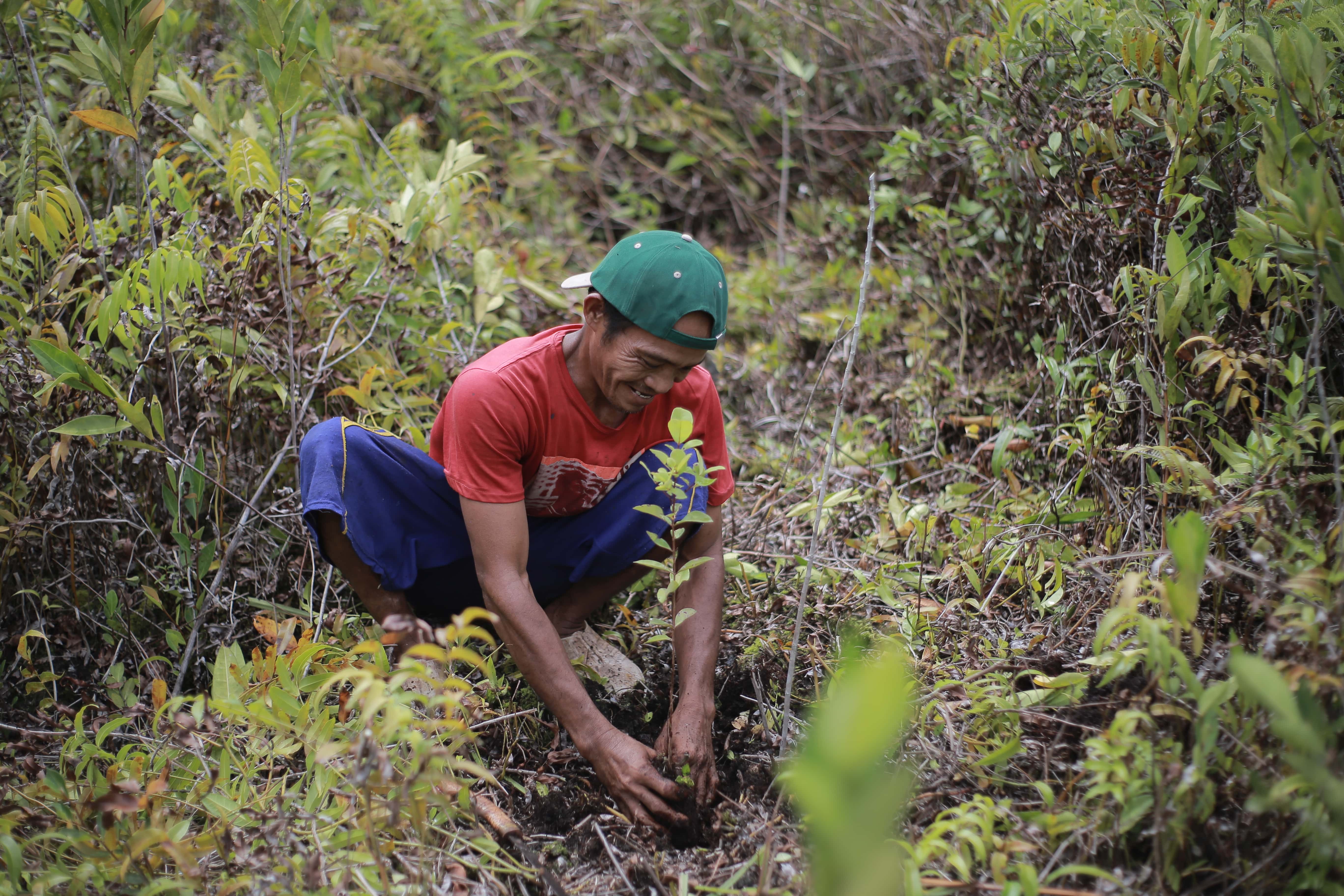 Man planting trees
