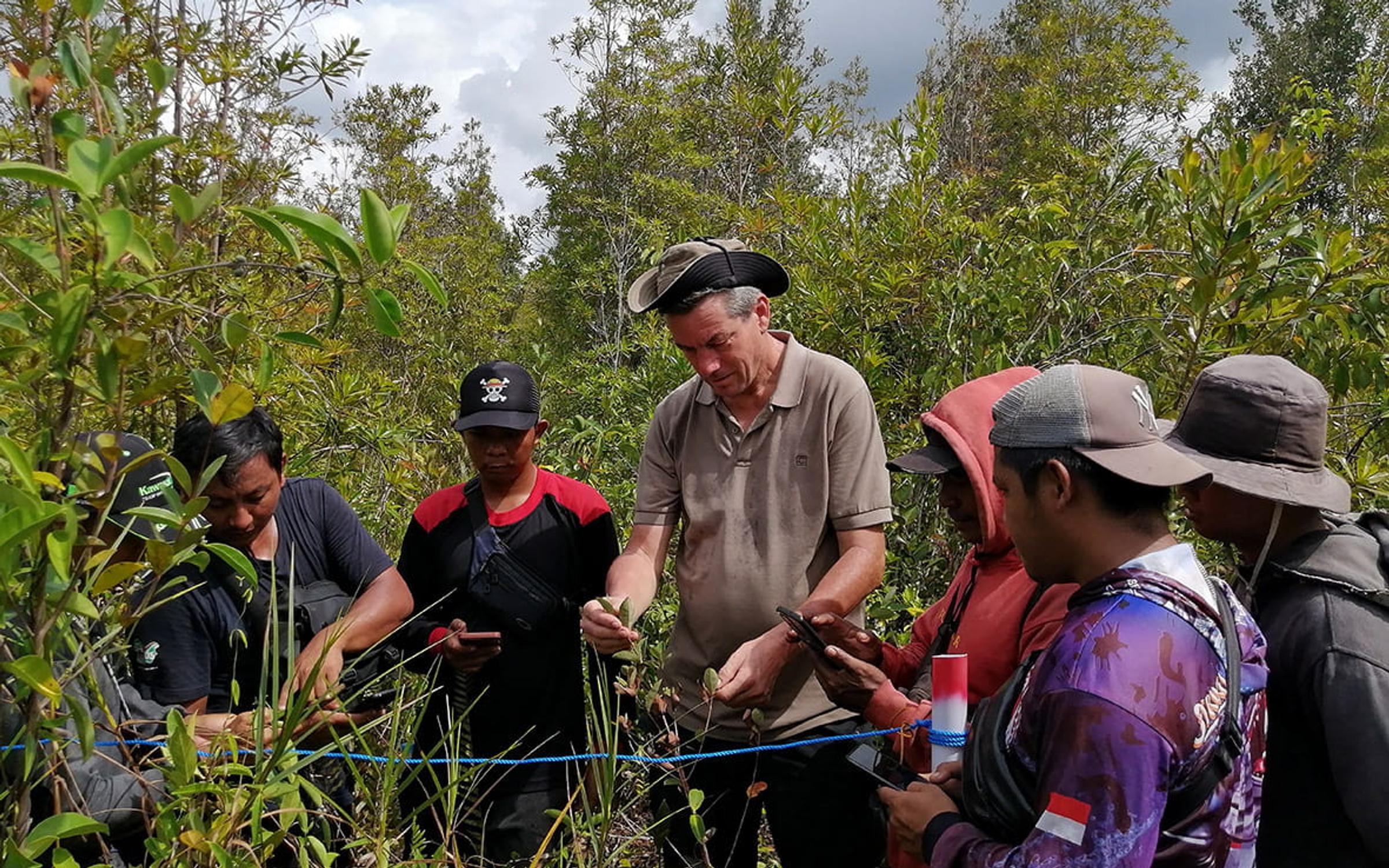 Monitoring forest growth in Indonesia