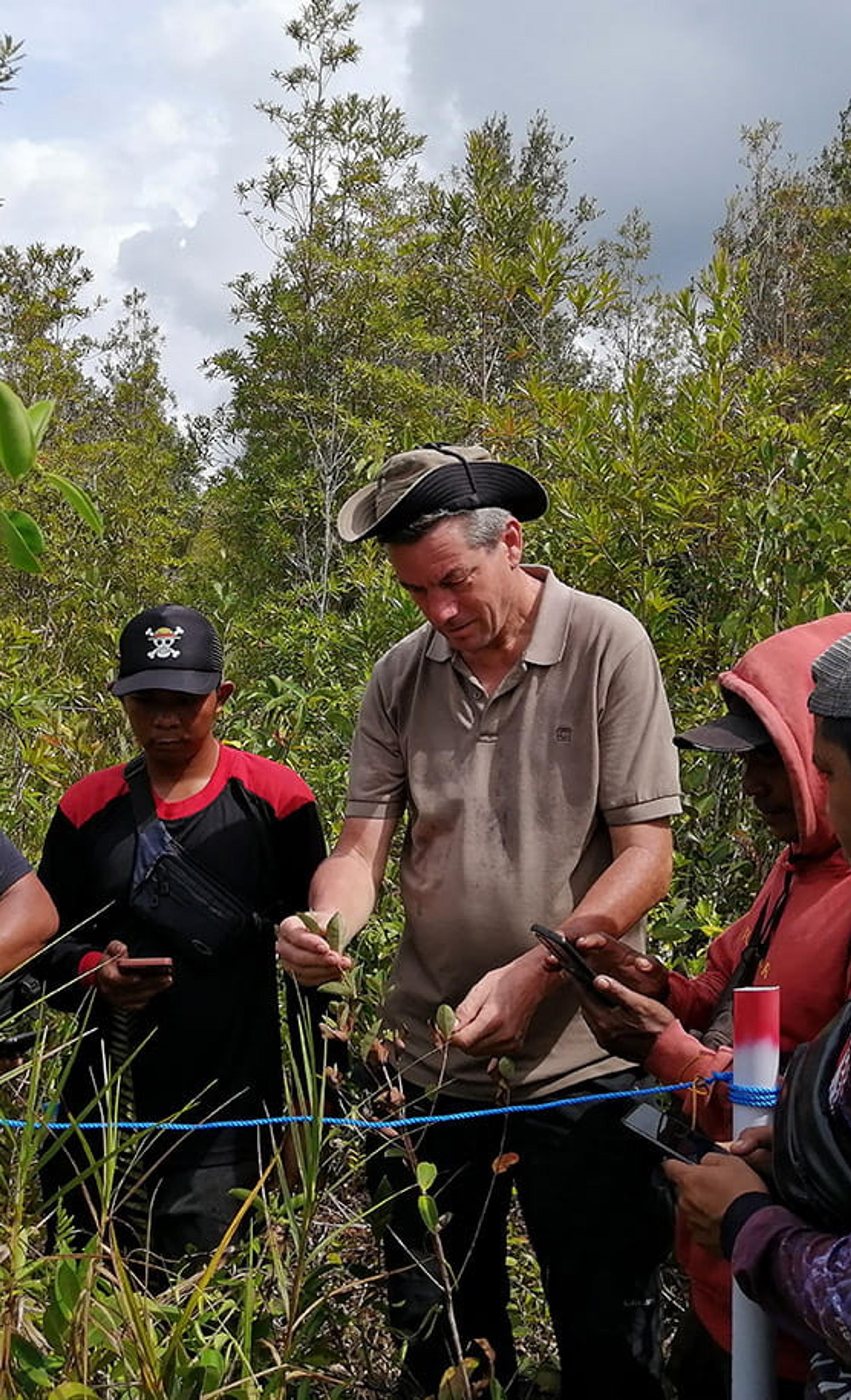 Monitoring forest growth in Indonesia
