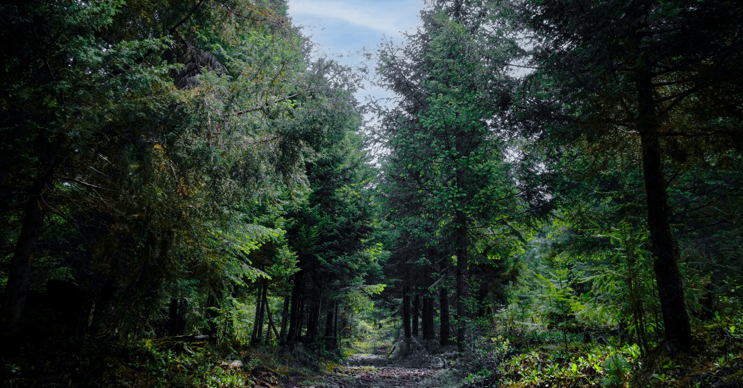 bosque