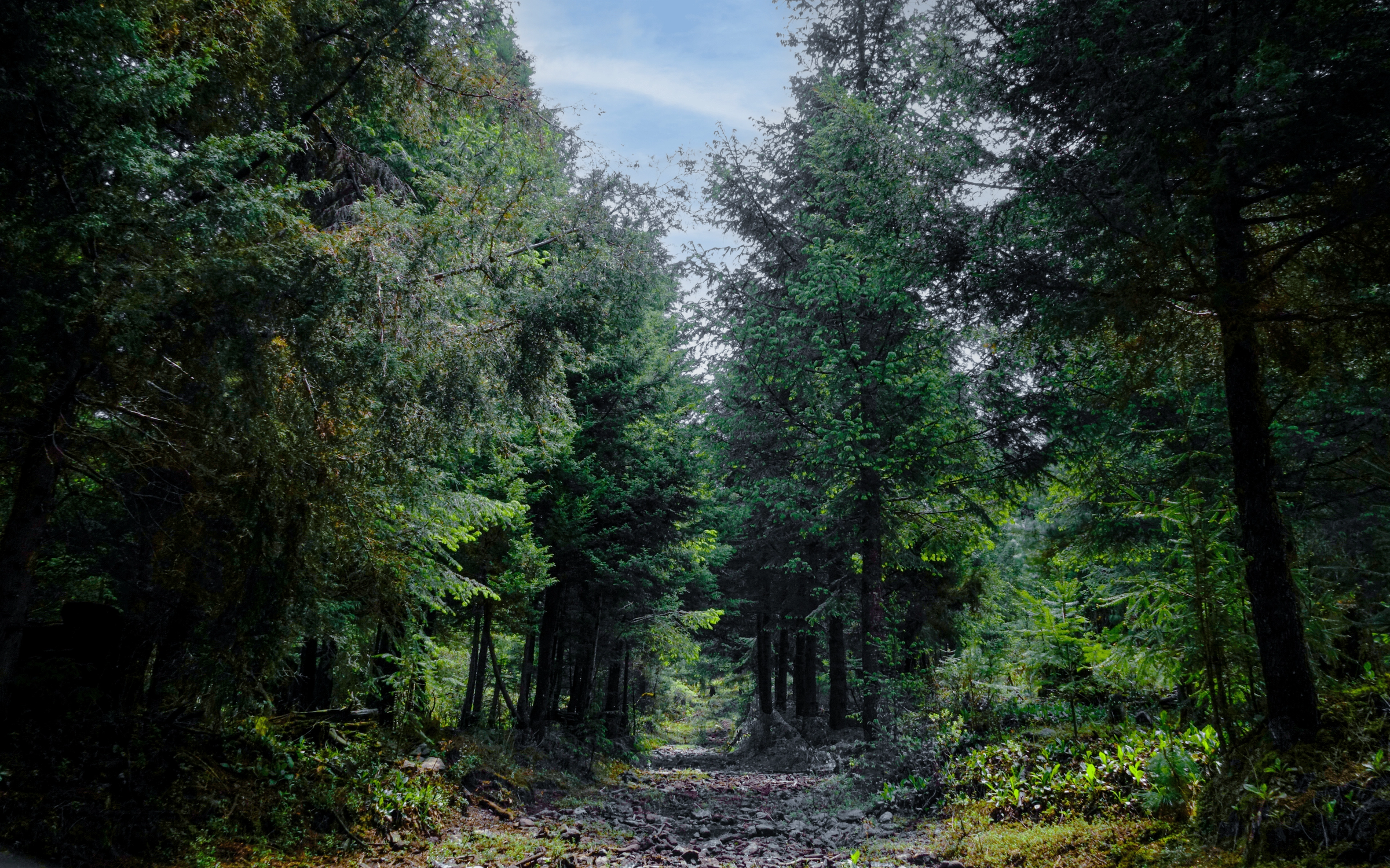 Tall evergreen forest with pathway through the middle