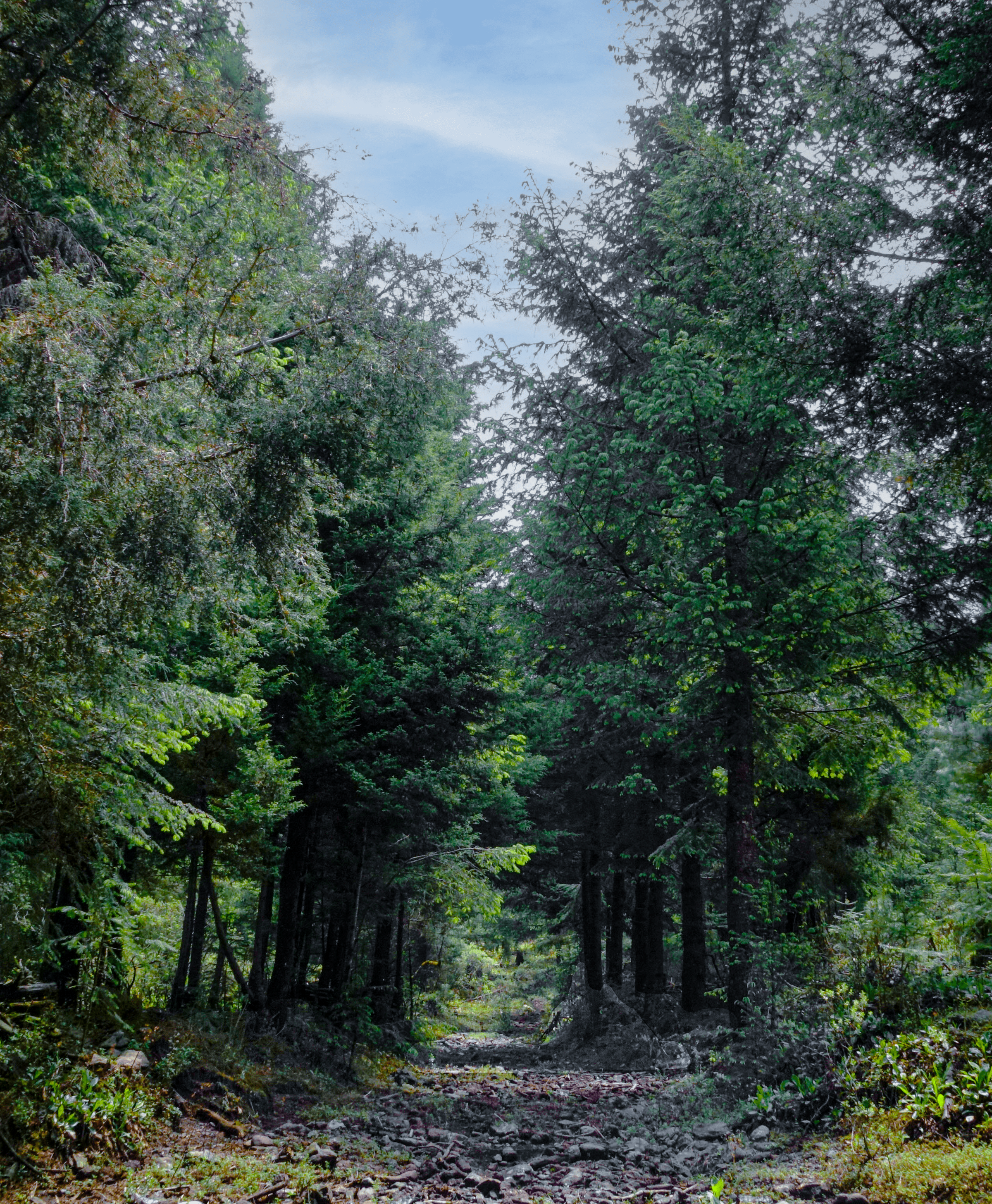 forest