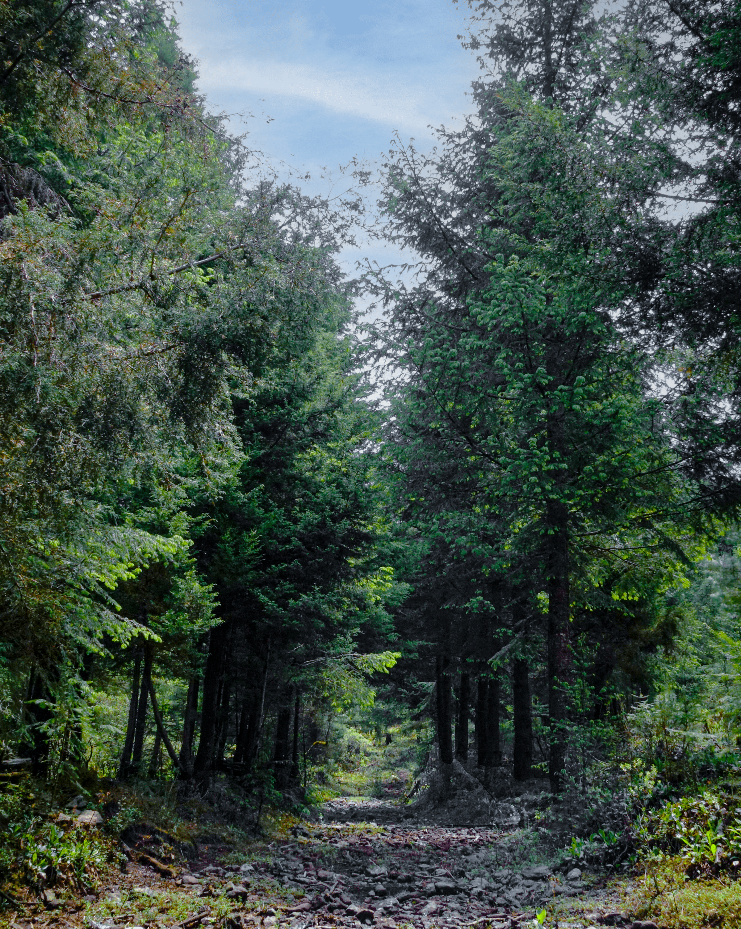 Forest with pathway through it