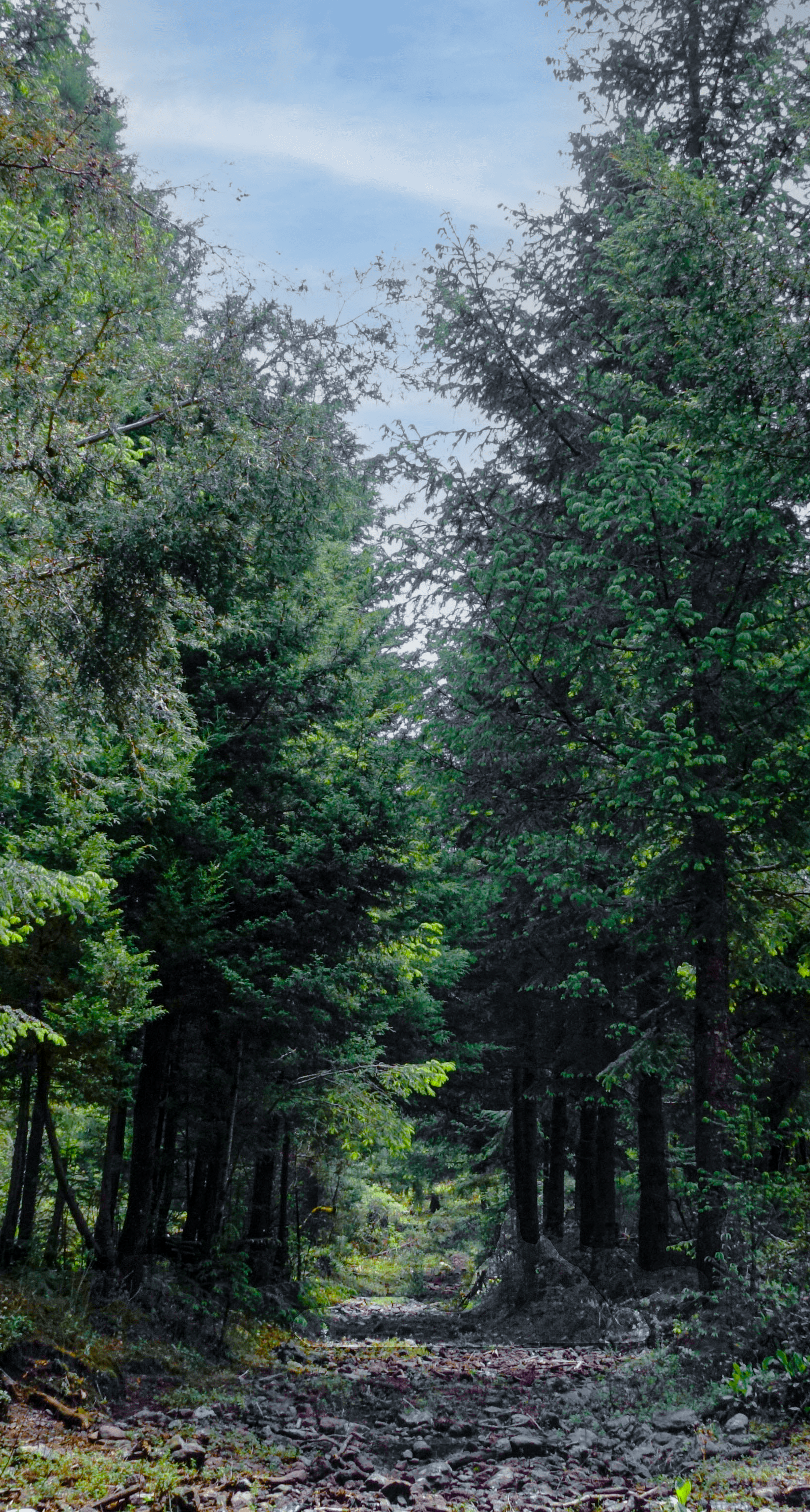 Tall evergreen forest with pathway through the middle