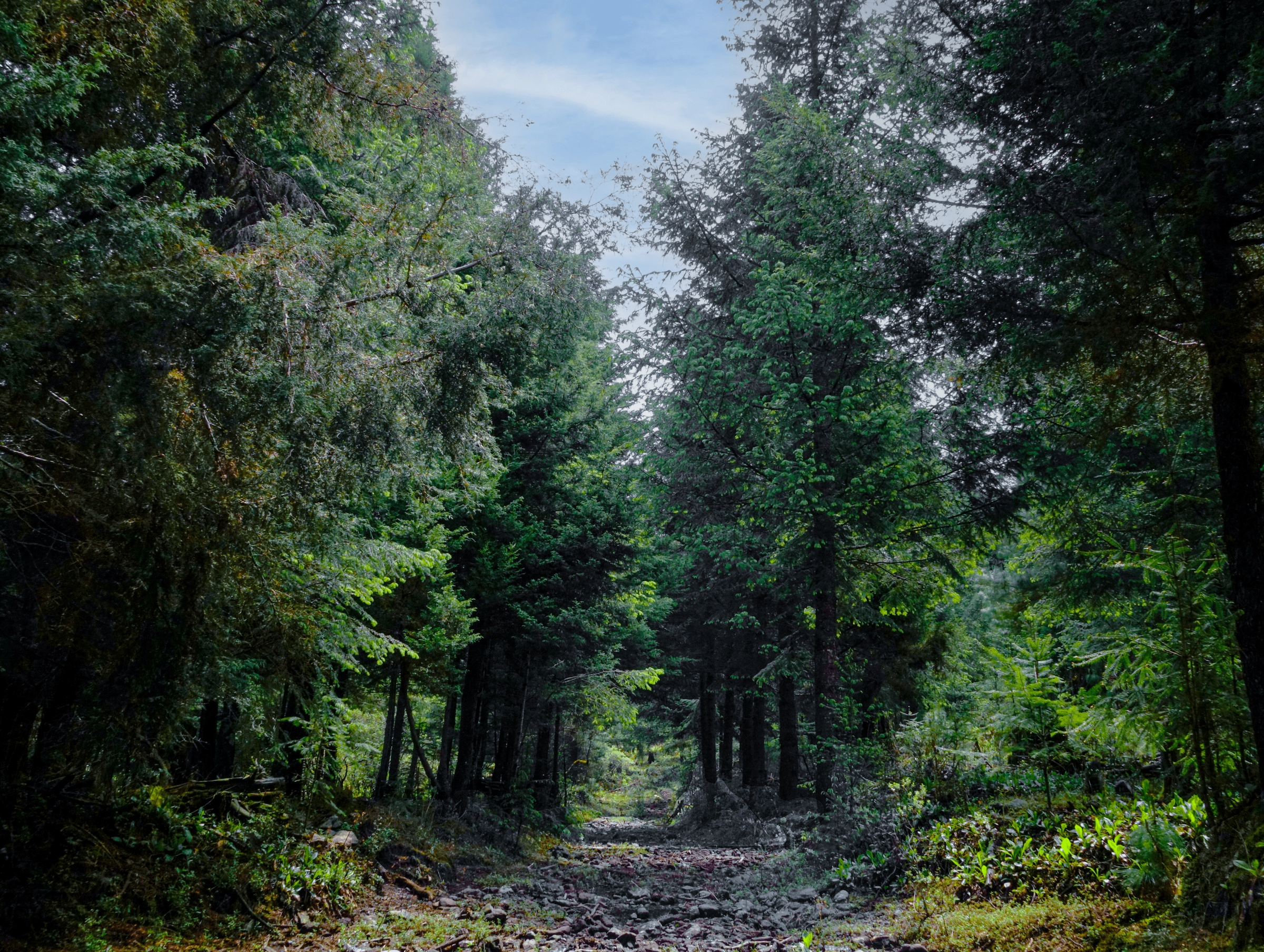 Forest with pathway through it