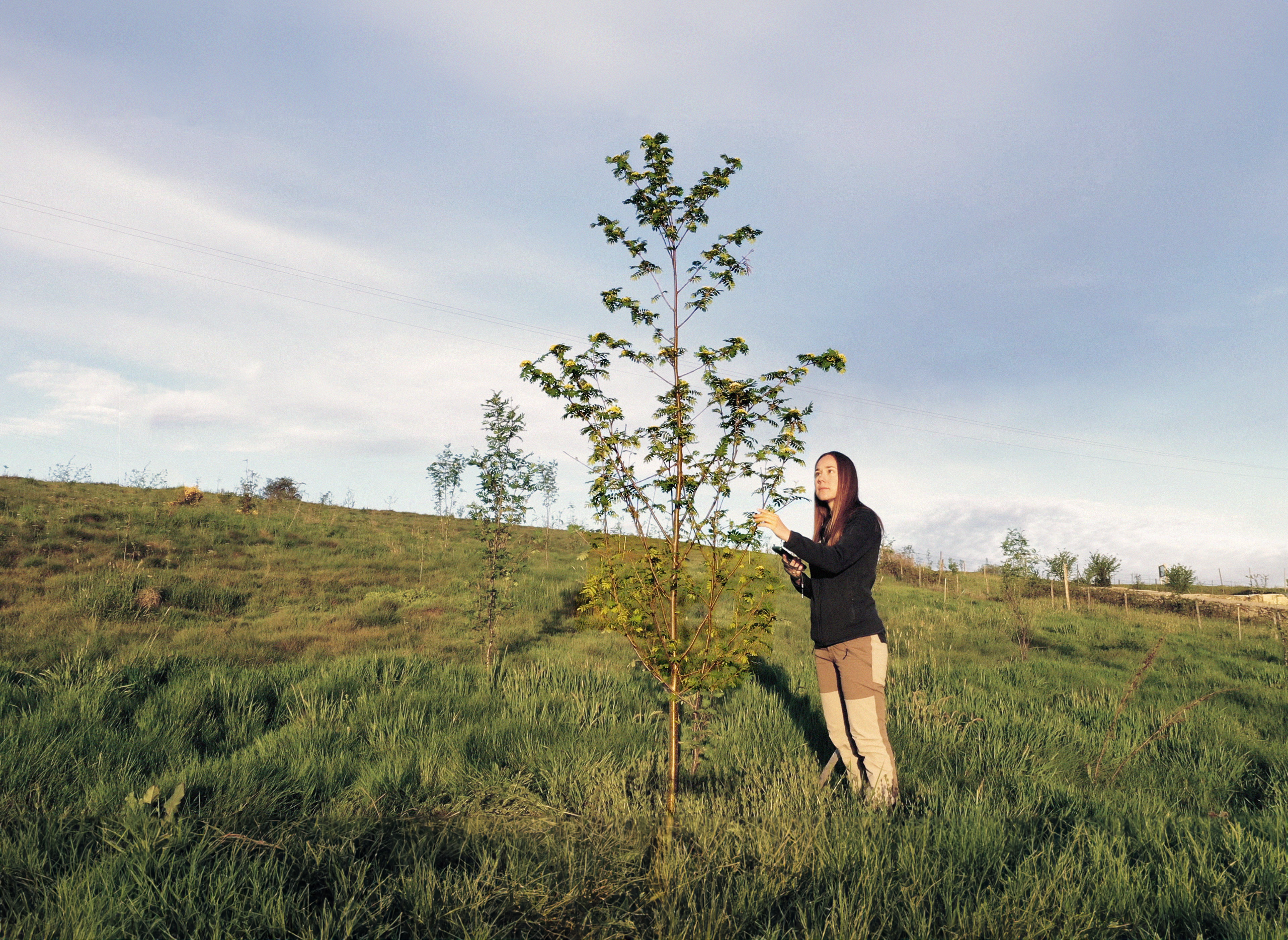 a tree with a person next to it
