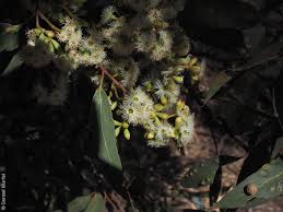 Eucalyptus microcarpa