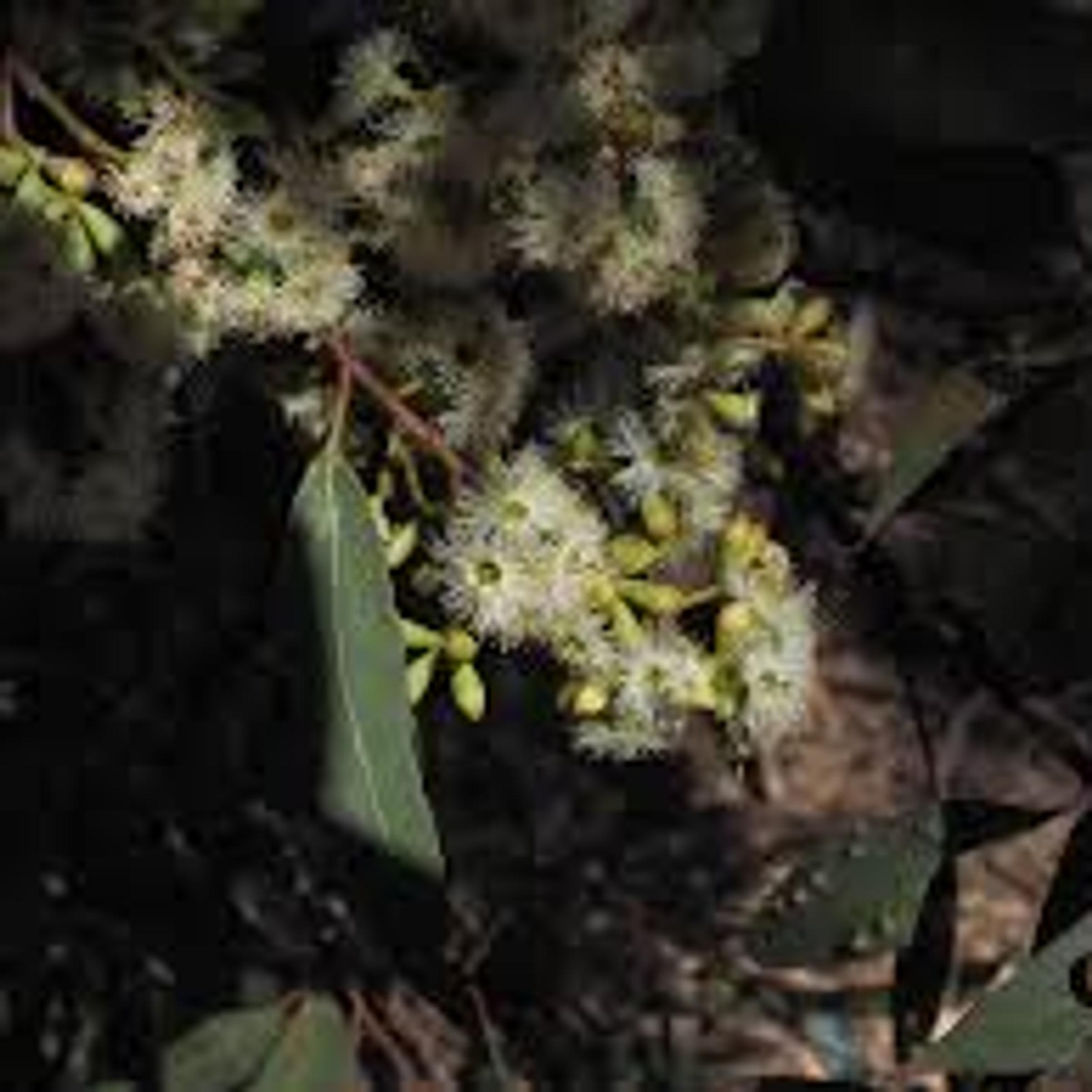 Eucalyptus microcarpa